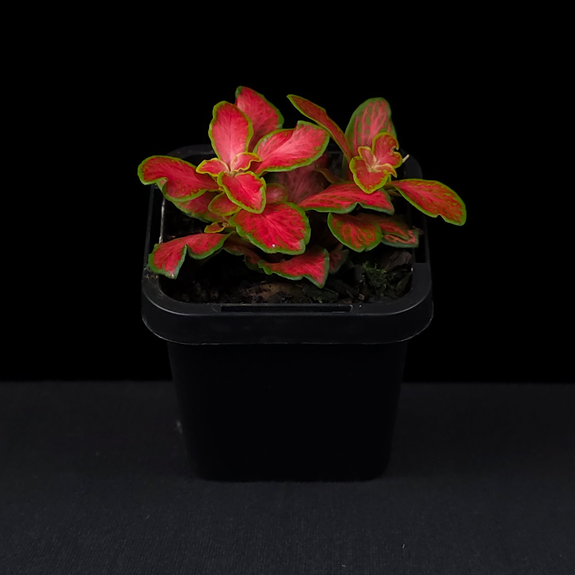 Fittonia 'Paradisian Inferno'