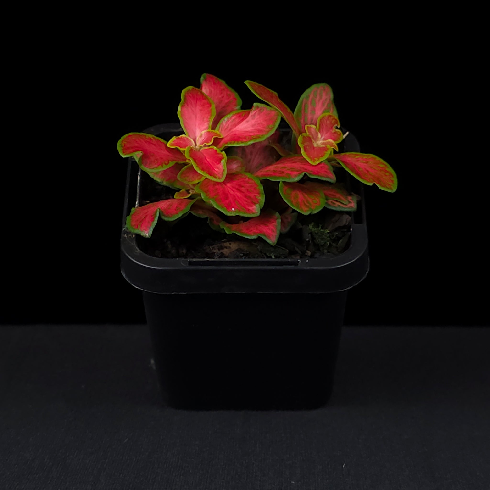 Fittonia 'Paradisian Inferno'