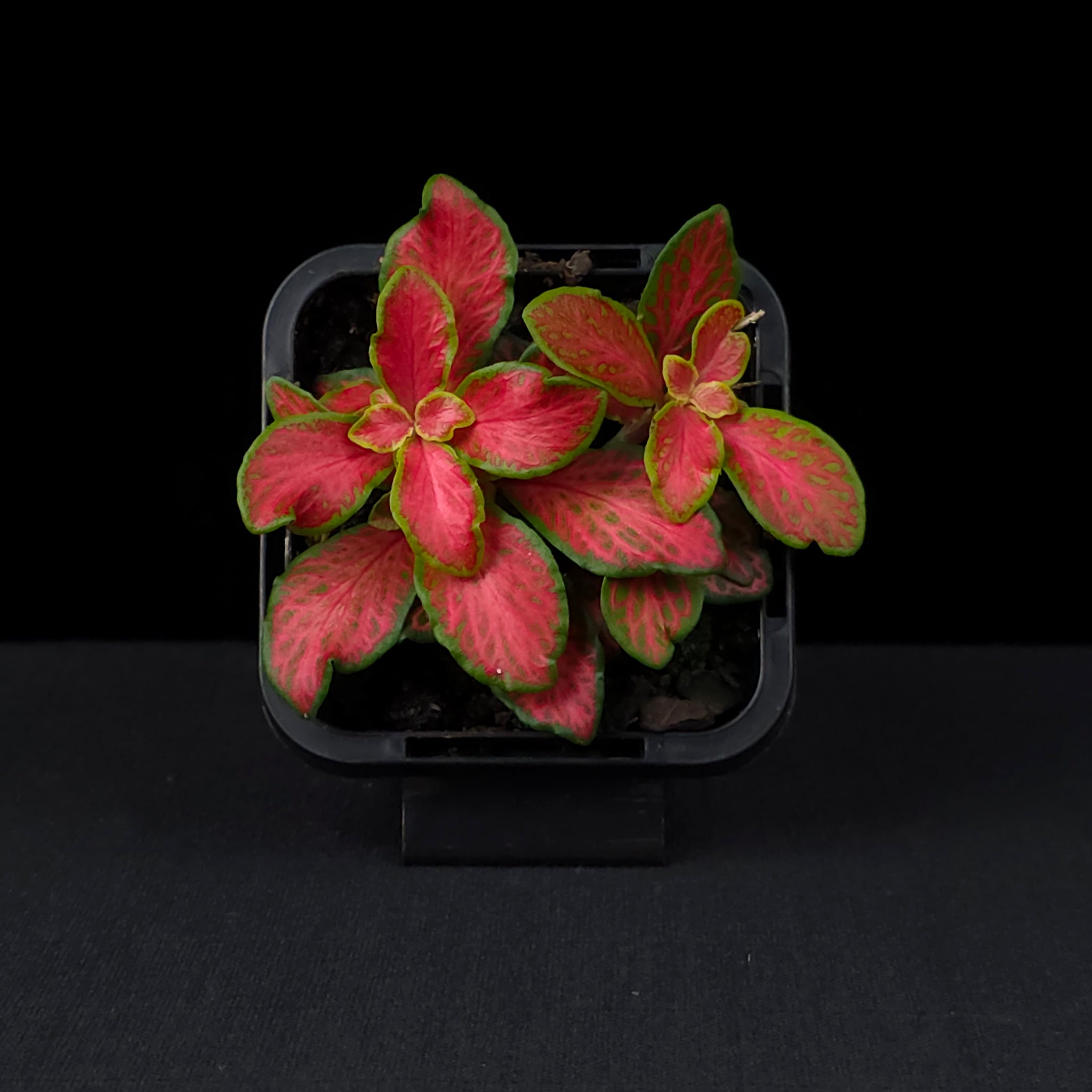 Fittonia 'Paradisian Inferno'