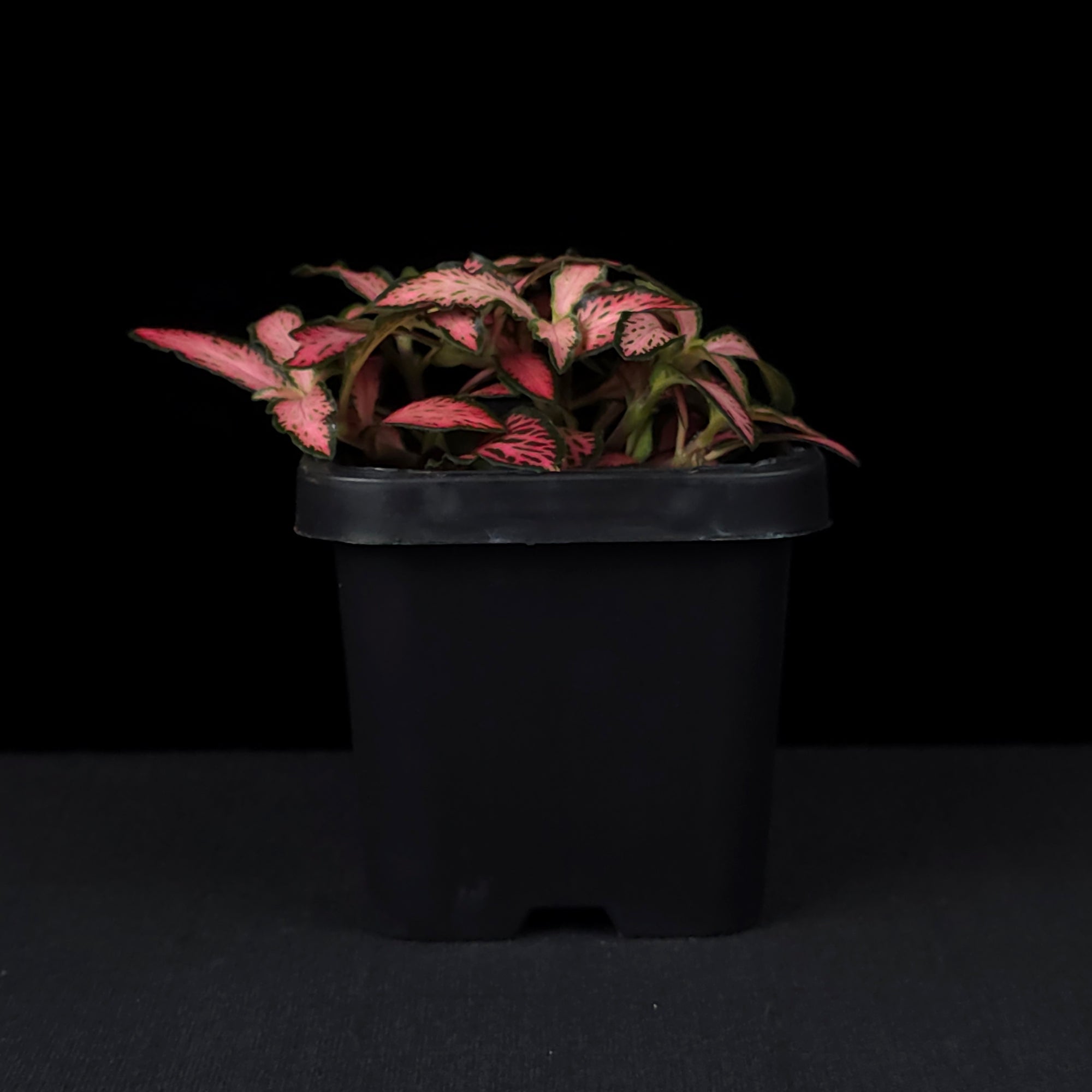 Fittonia 'Paradisian Pink'