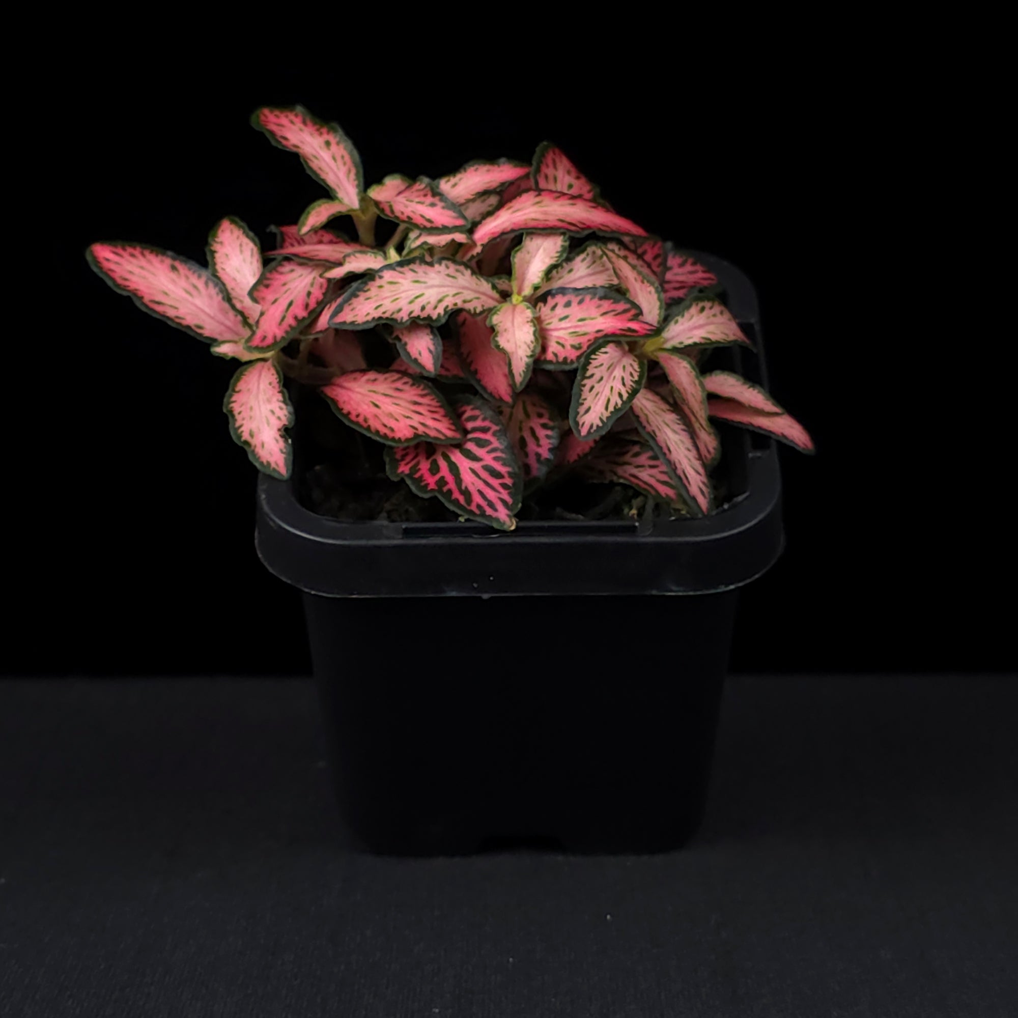 Fittonia 'Paradisian Pink'