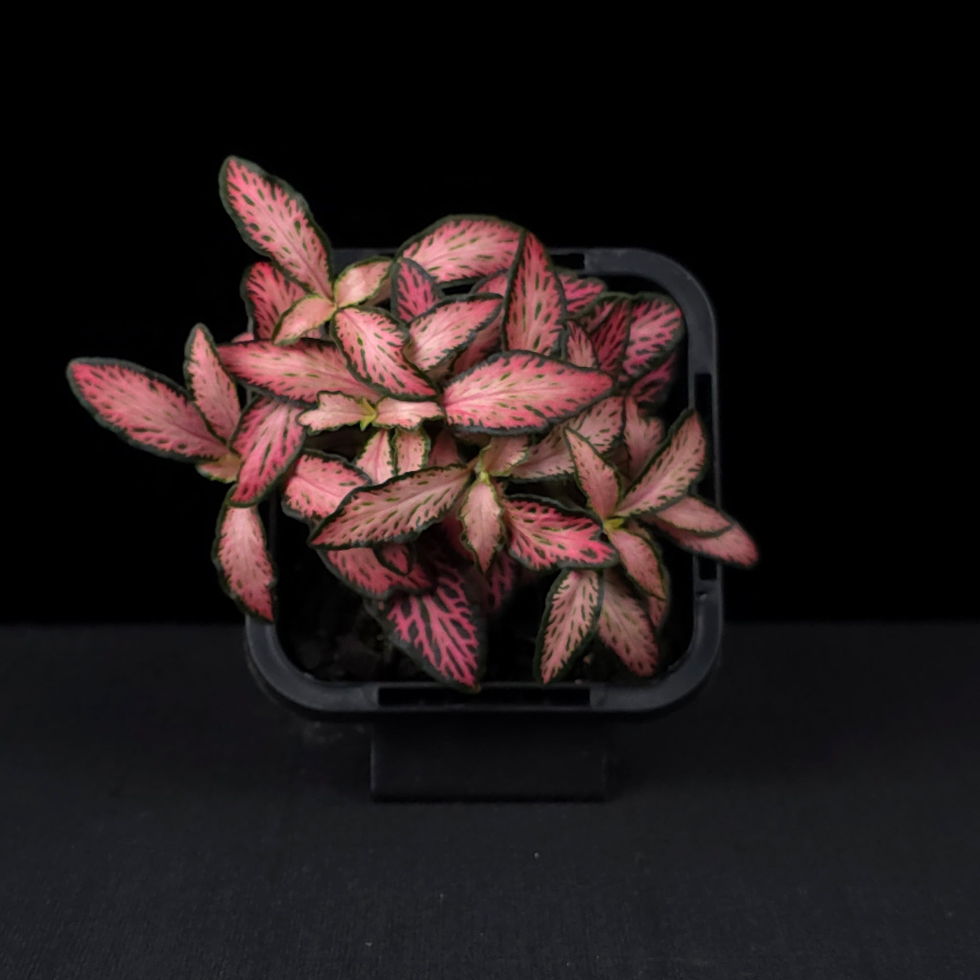Fittonia 'Paradisian Pink'