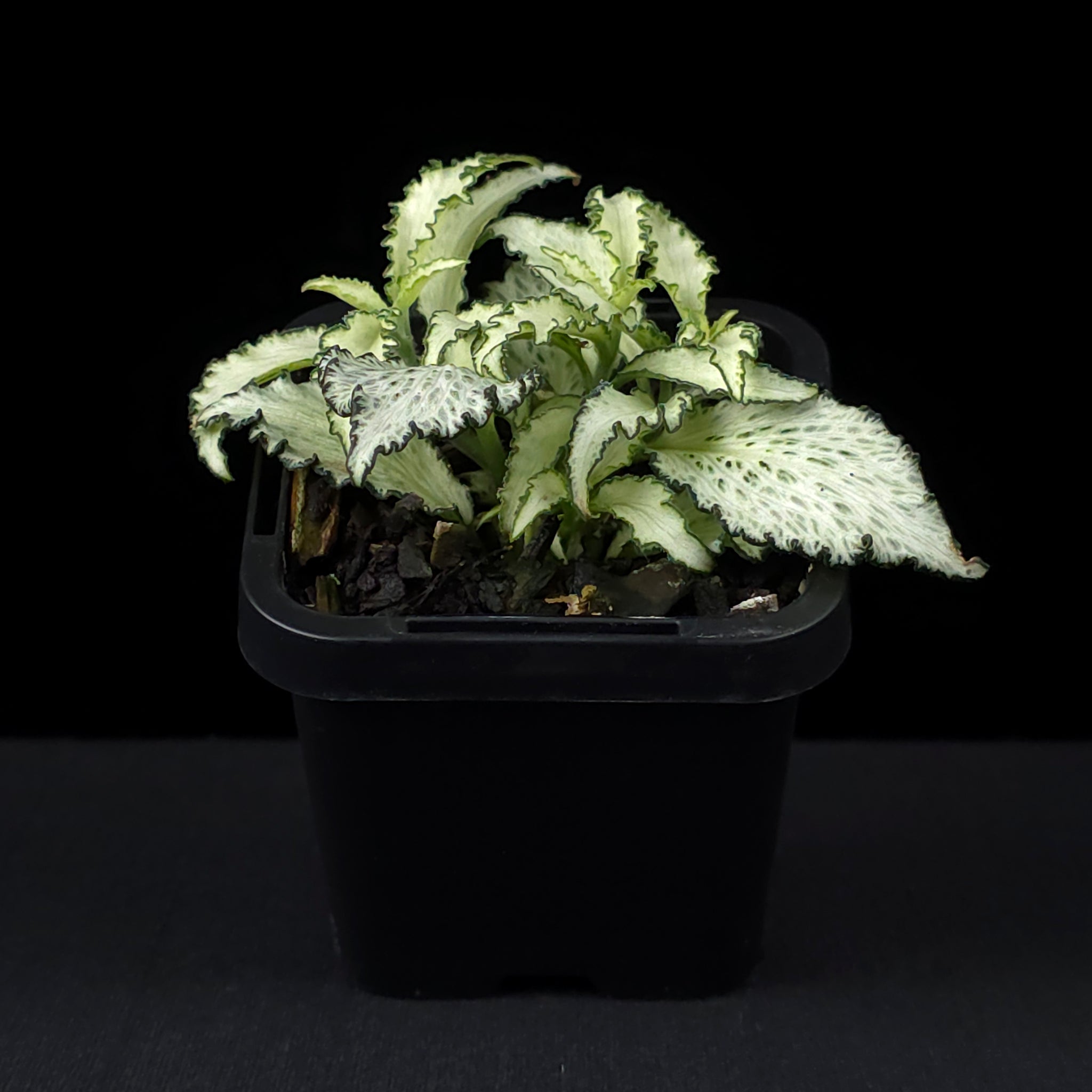 Fittonia 'Paradisian Star'