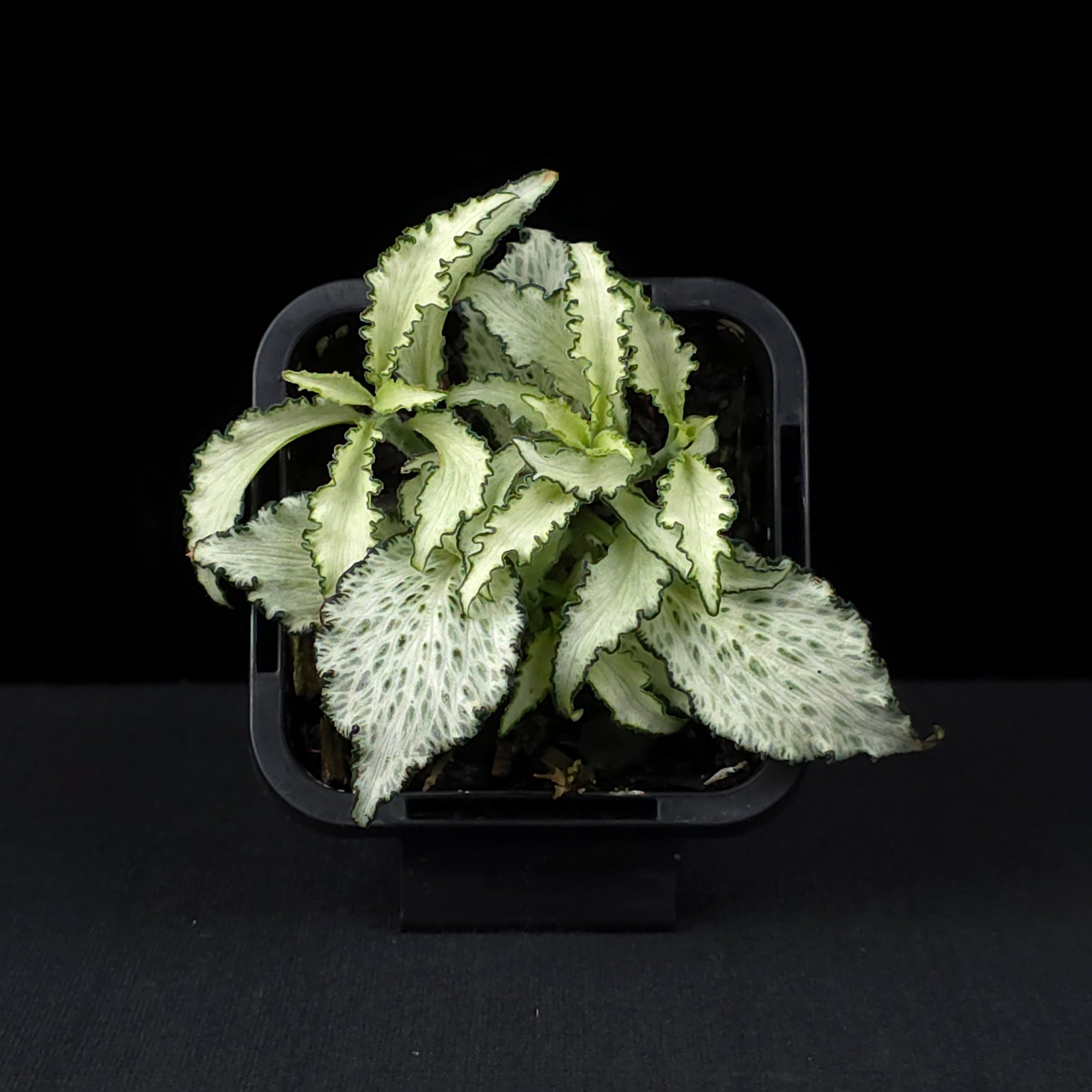 Fittonia 'Paradisian Star'