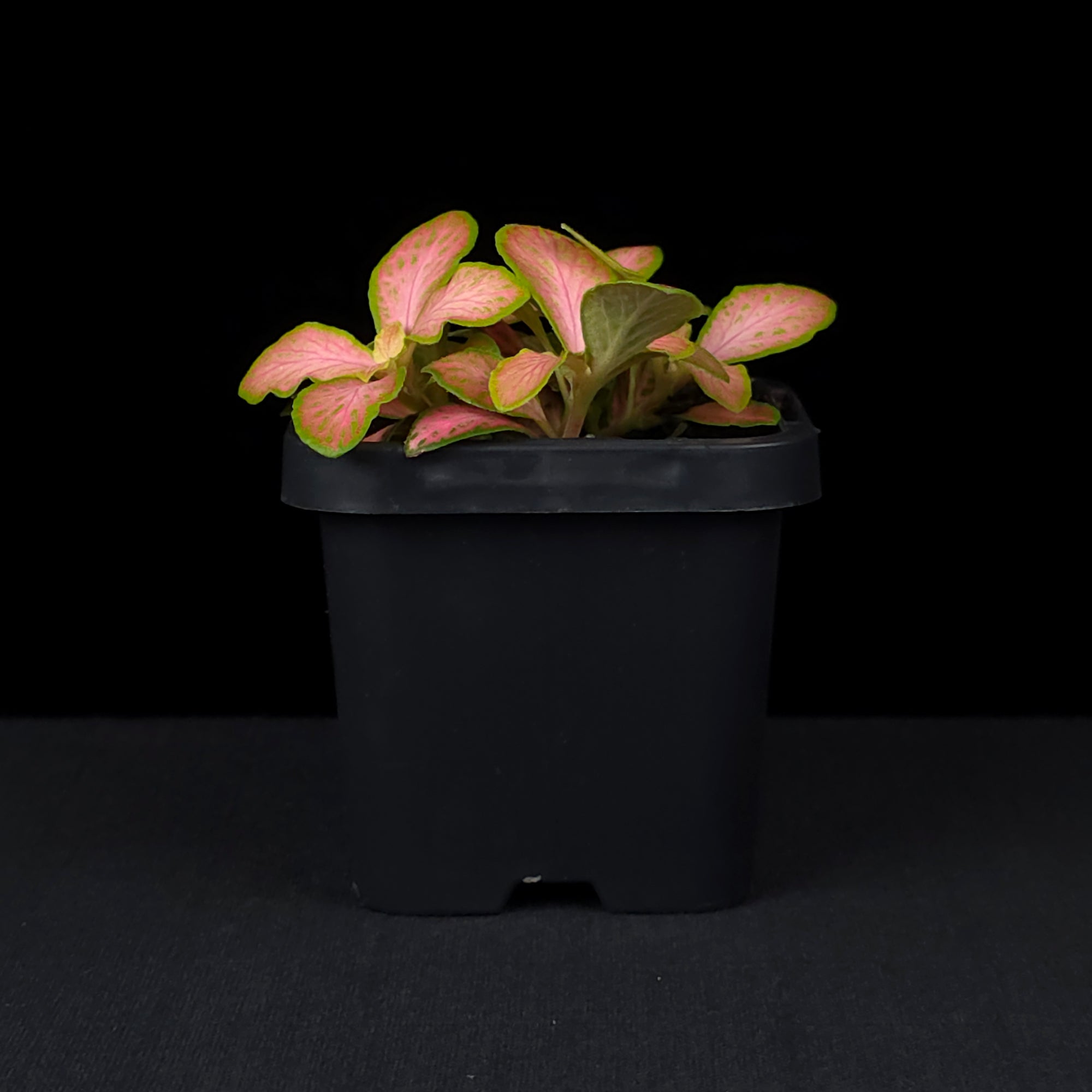 Fittonia 'Peaches & Cream'