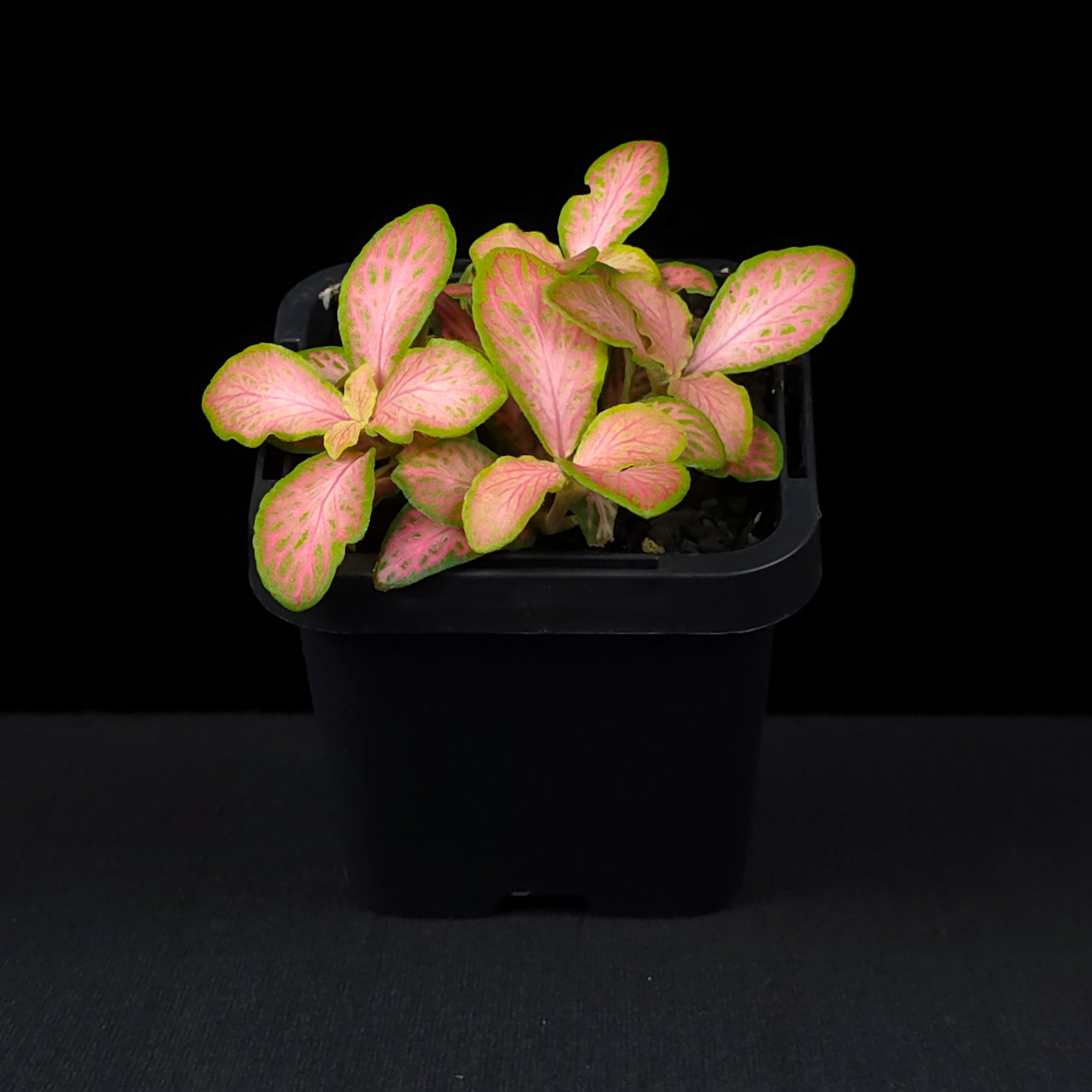 Fittonia 'Peaches & Cream'