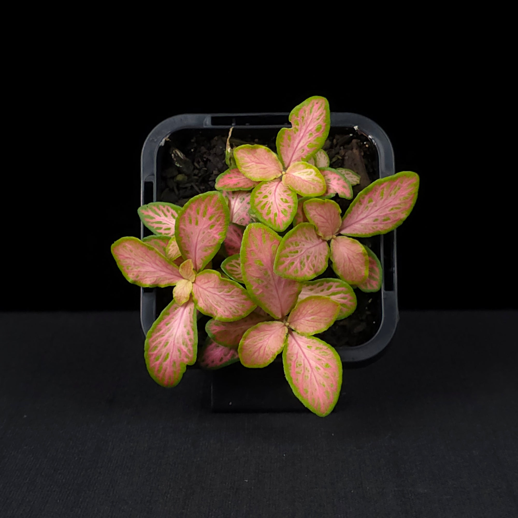 Fittonia 'Peaches & Cream'