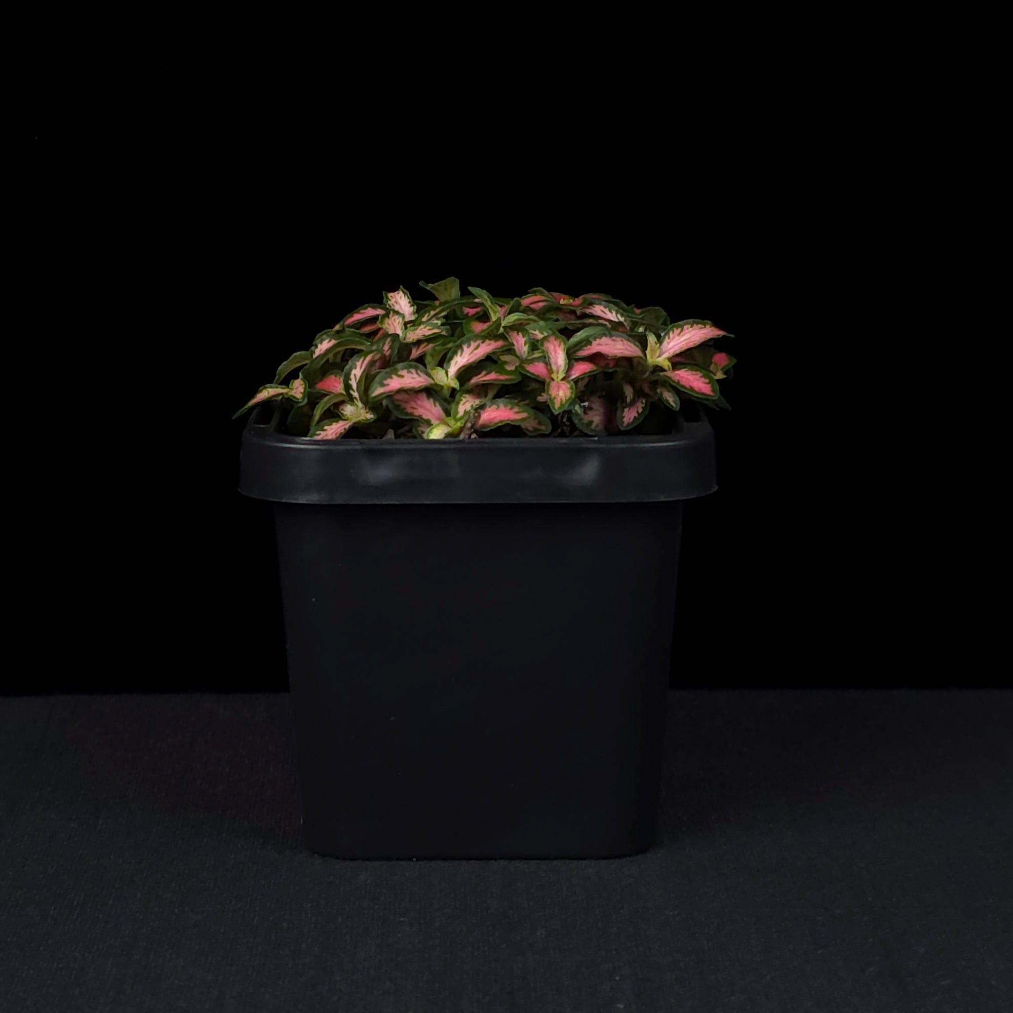Fittonia 'Pink Forest Flame'