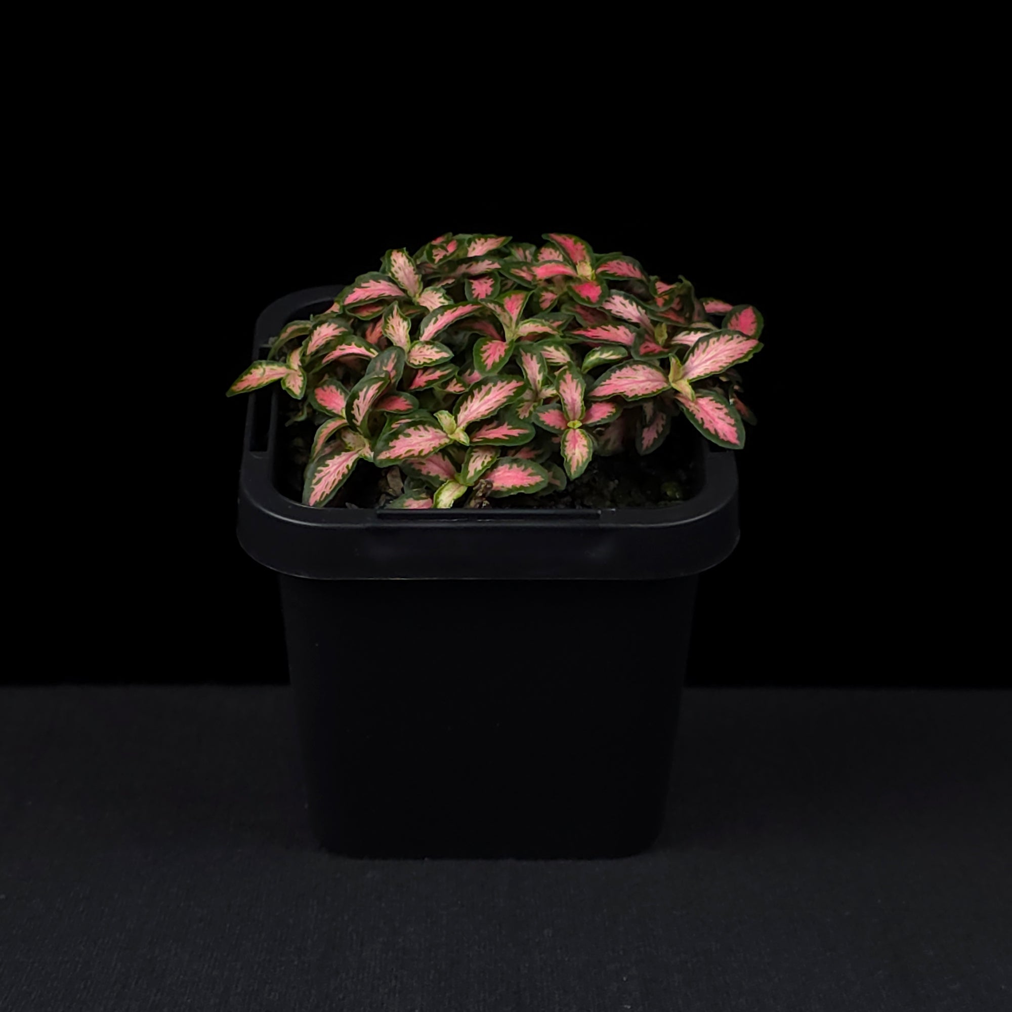 Fittonia 'Pink Forest Flame'