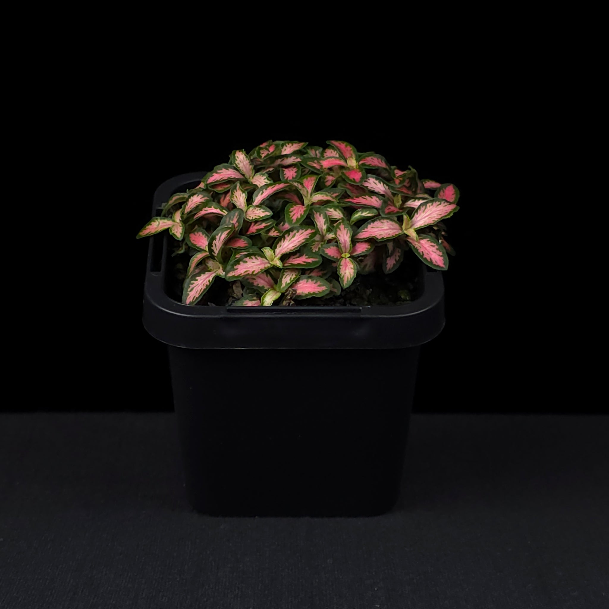 Fittonia 'Pink Forest Flame'
