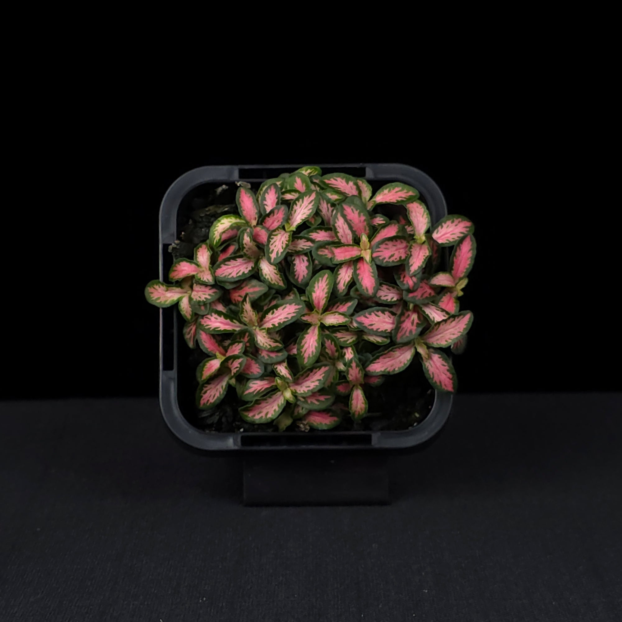 Fittonia 'Pink Forest Flame'