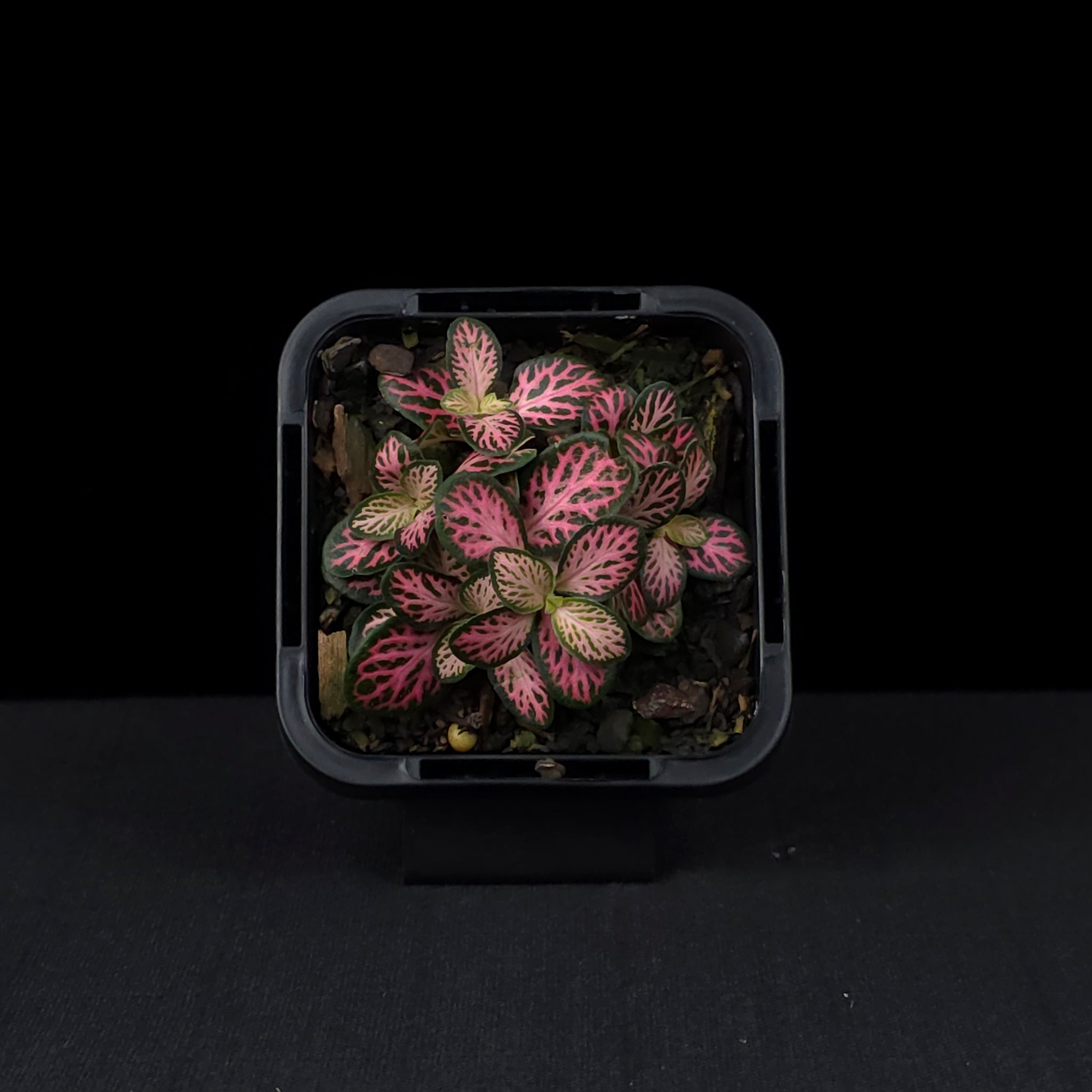 Fittonia 'Pink Lightning'