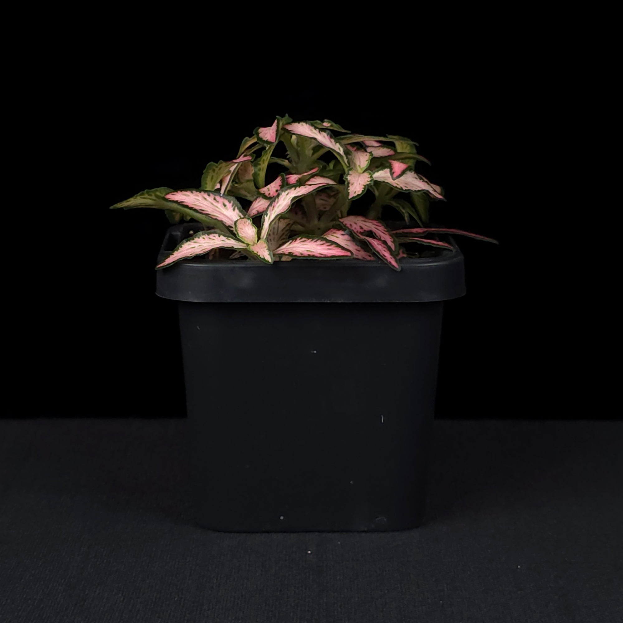 Fittonia 'Pink Star'