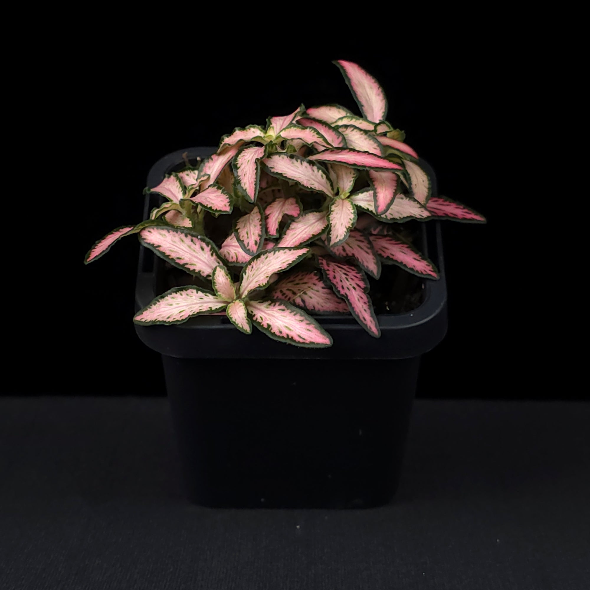 Fittonia 'Pink Star'