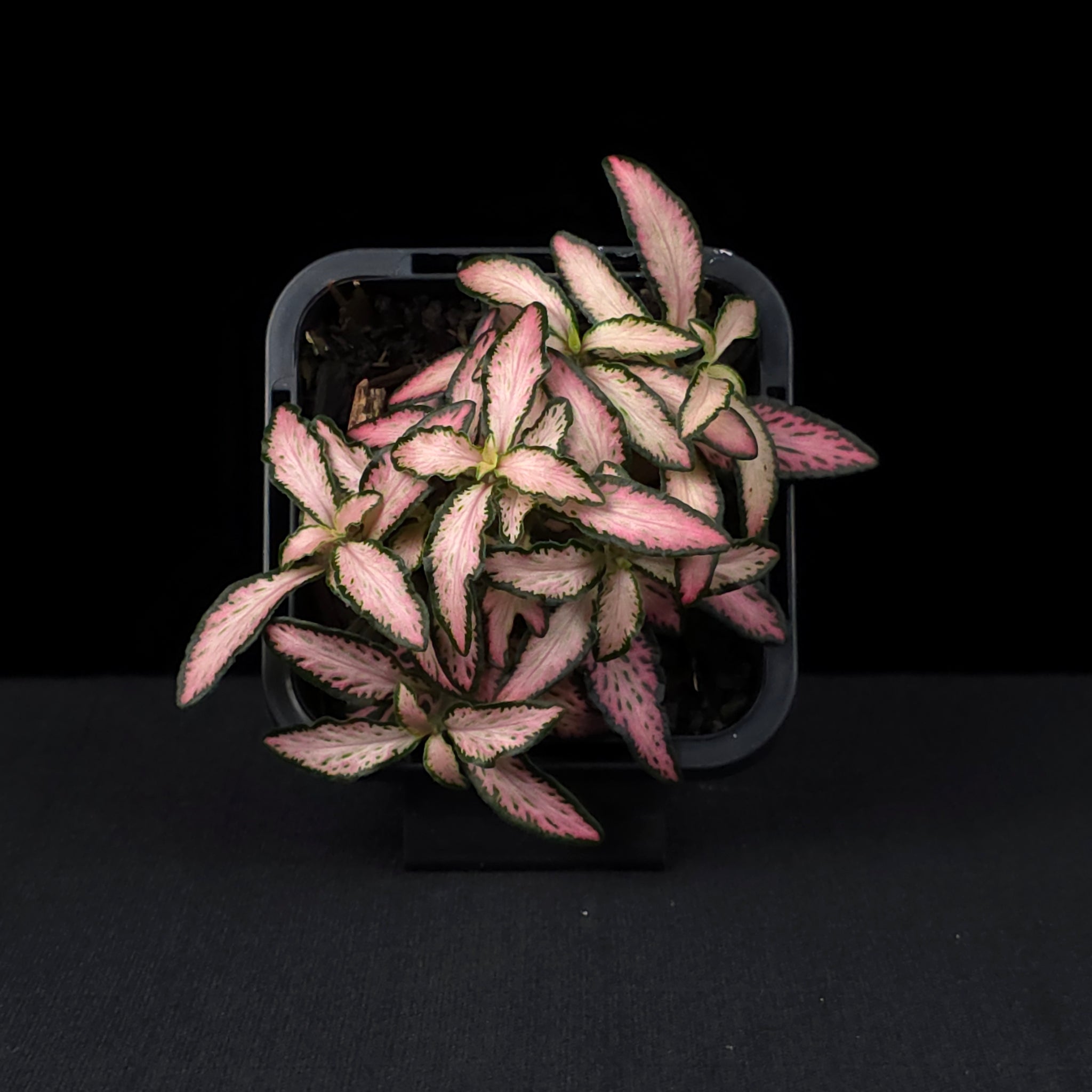 Fittonia 'Pink Star'