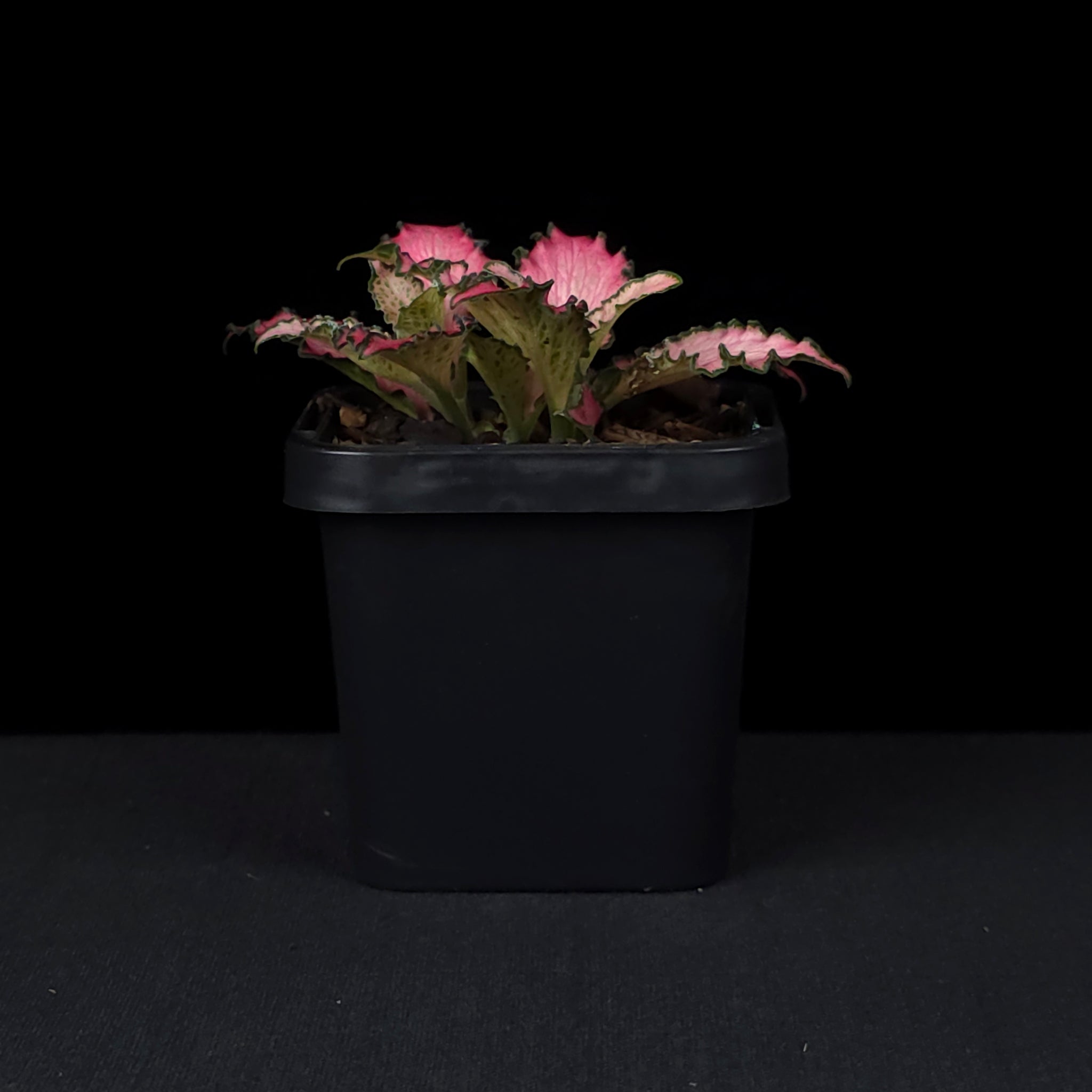 Fittonia 'Pinky'