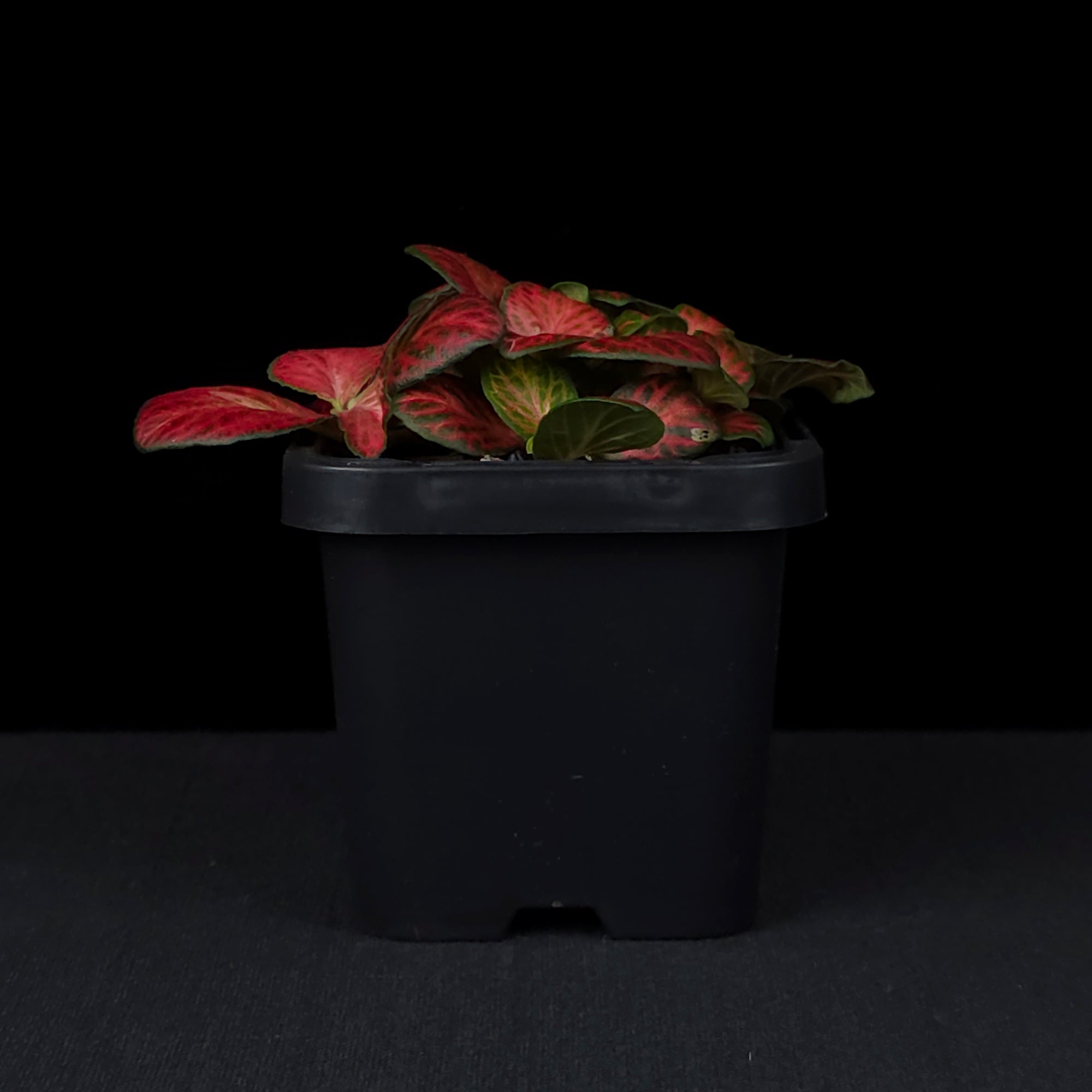 Fittonia 'Red Cloud'