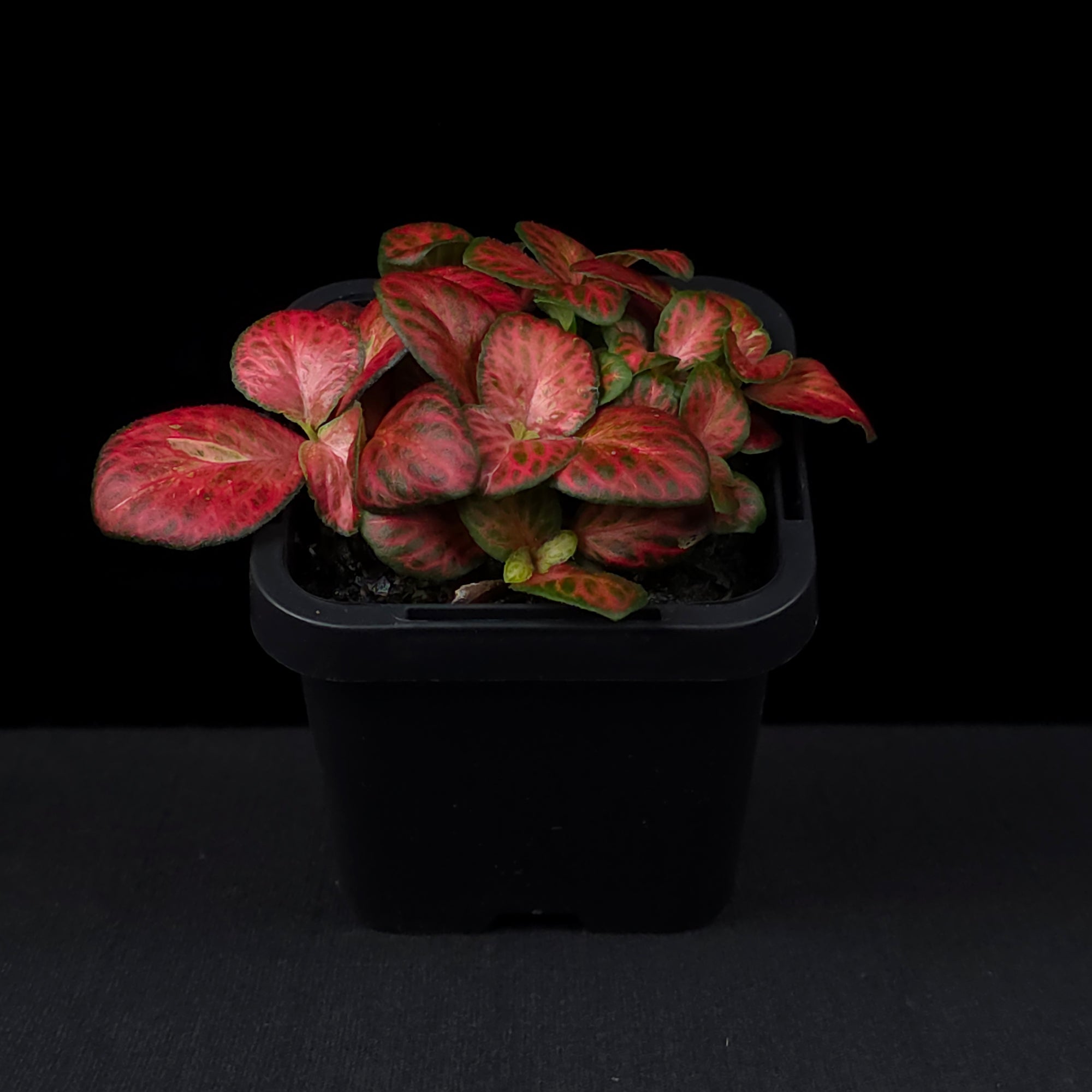 Fittonia 'Red Cloud'
