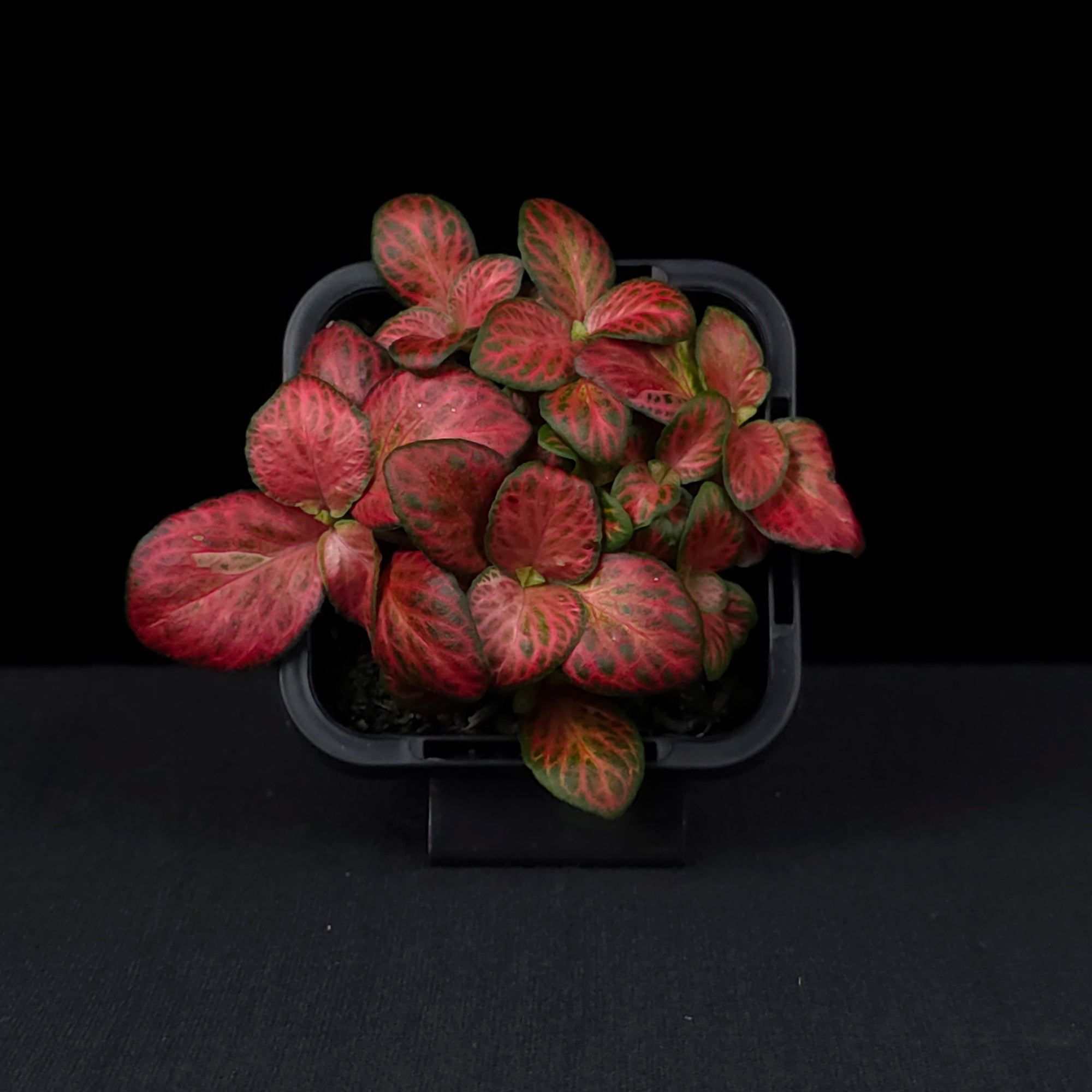 Fittonia 'Red Cloud'