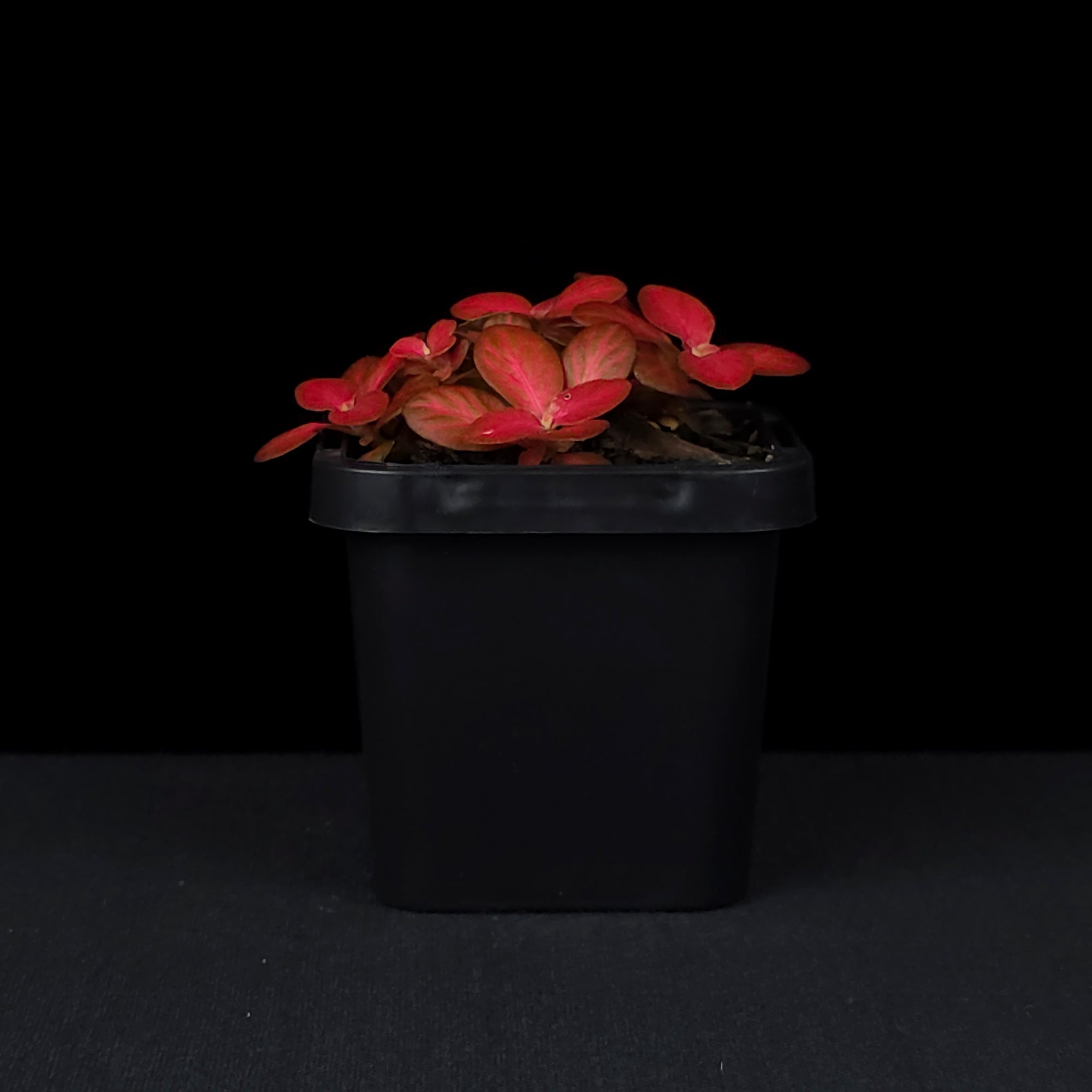 Fittonia 'Red Flame'