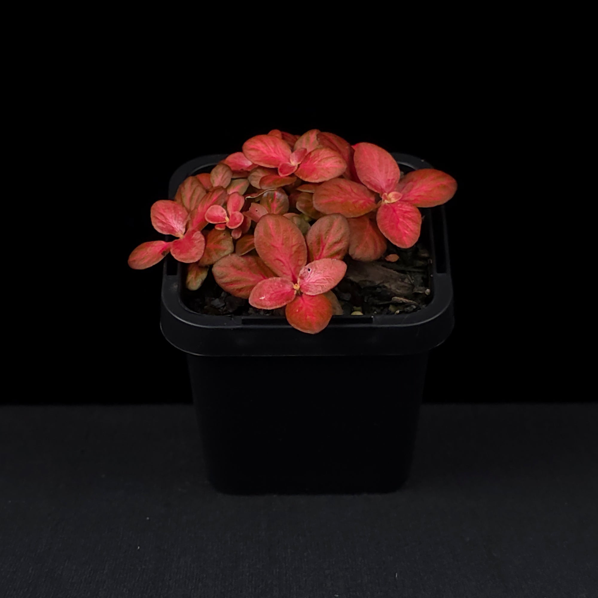 Fittonia 'Red Flame'