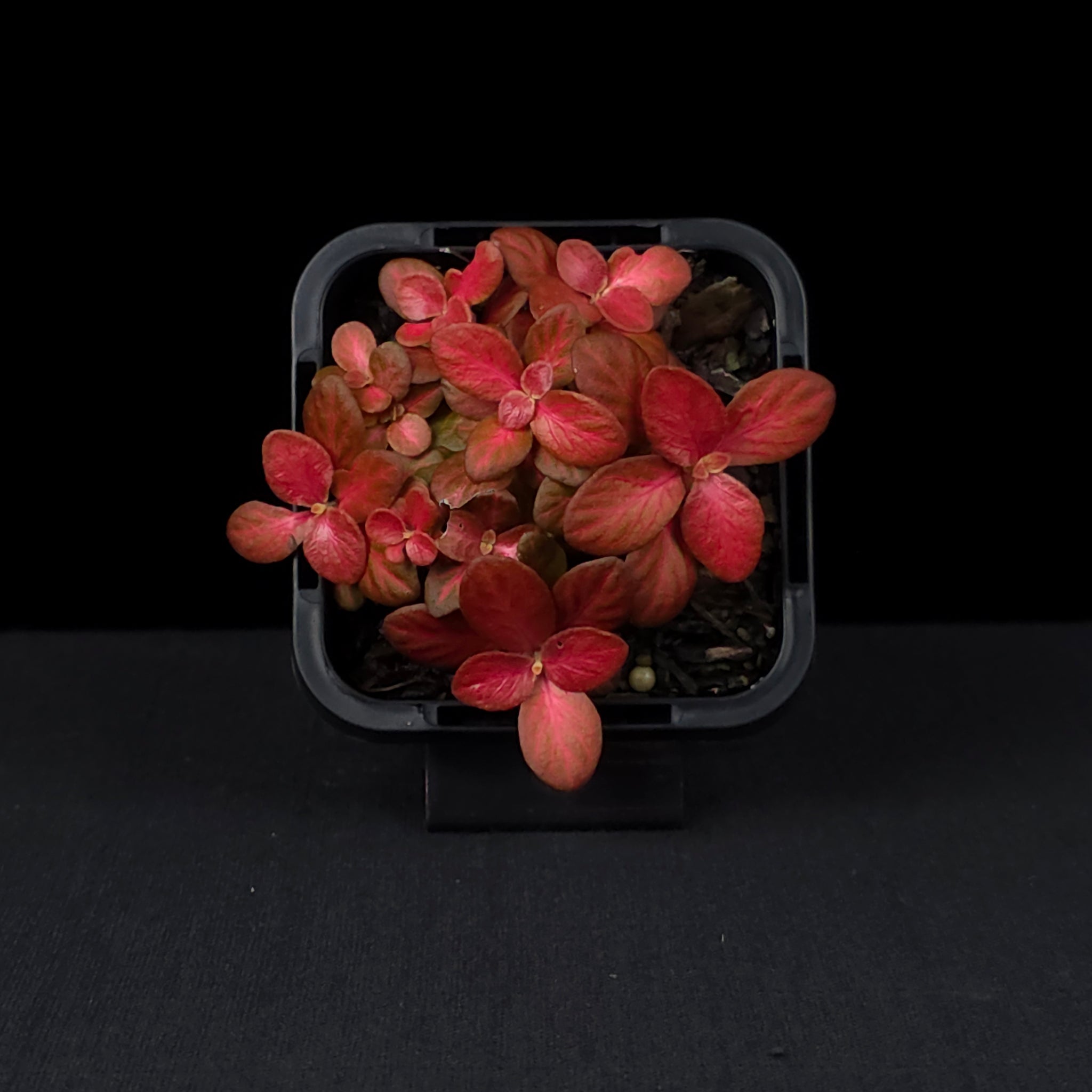 Fittonia 'Red Flame'