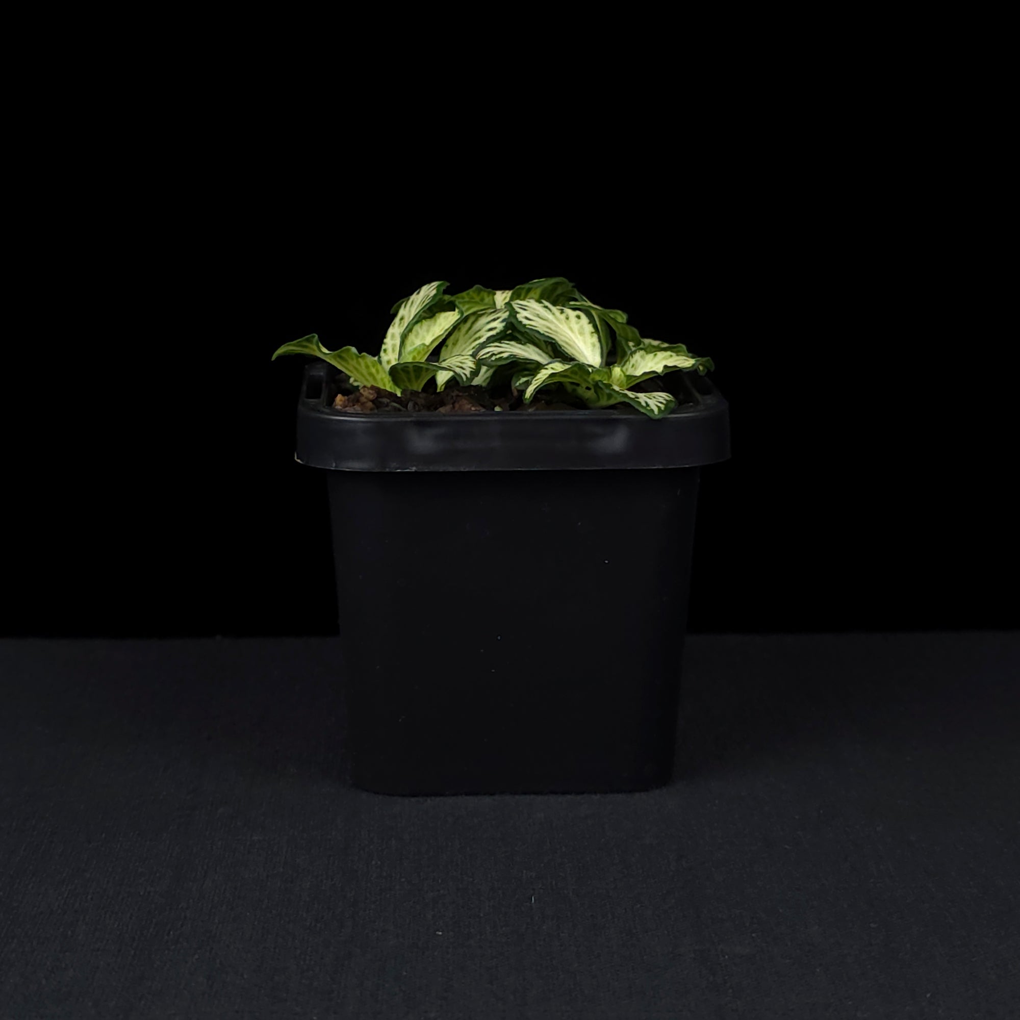 Fittonia 'Snow'