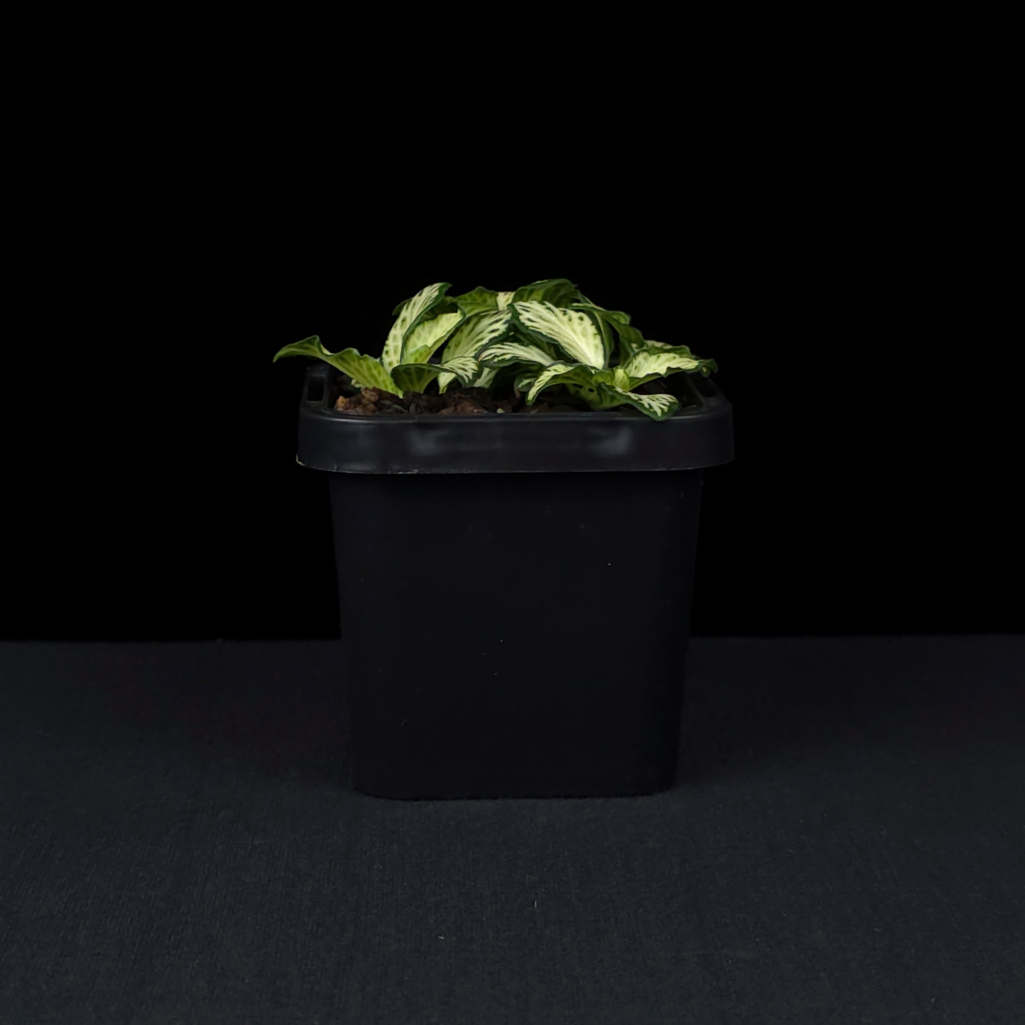 Fittonia 'Snow'
