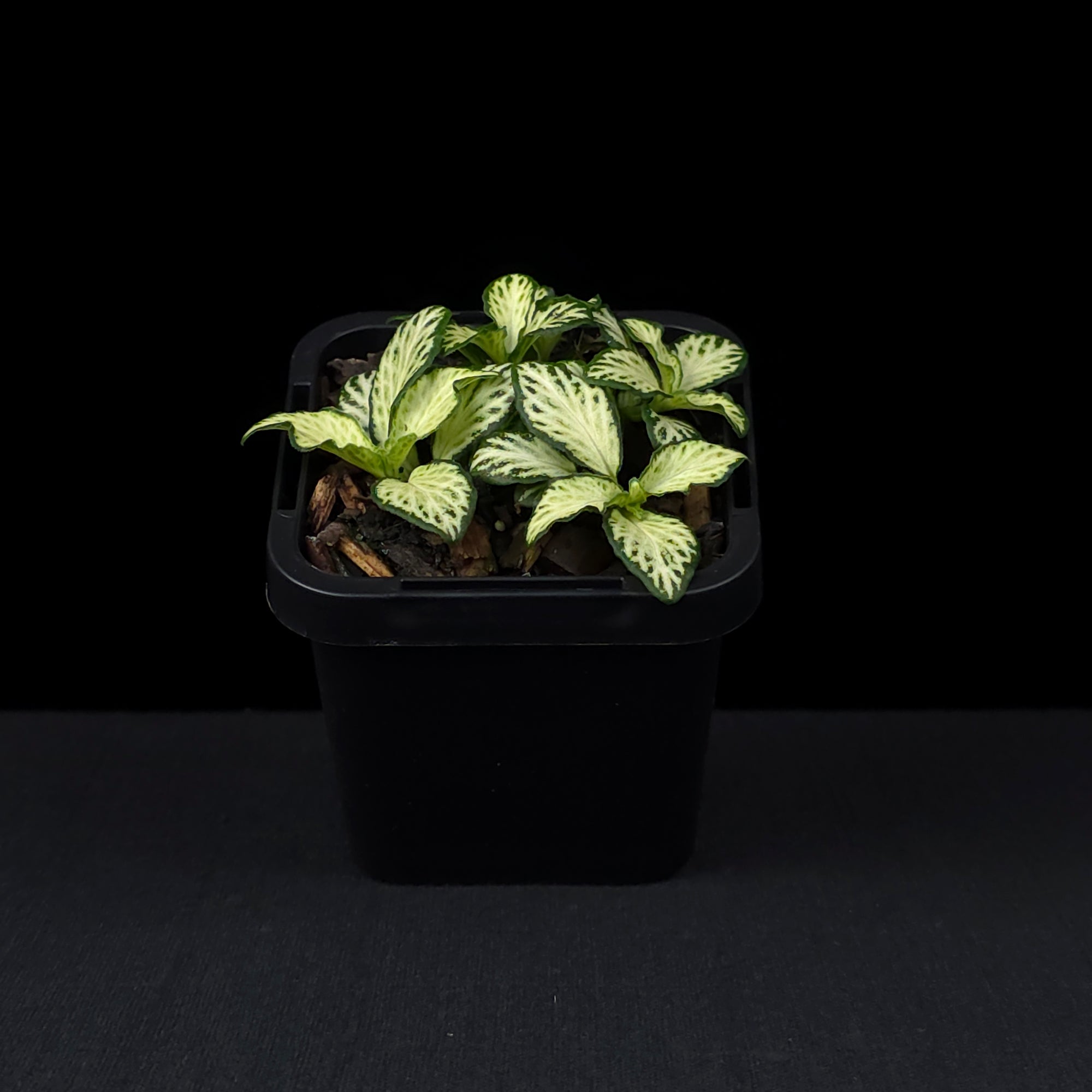 Fittonia 'Snow'