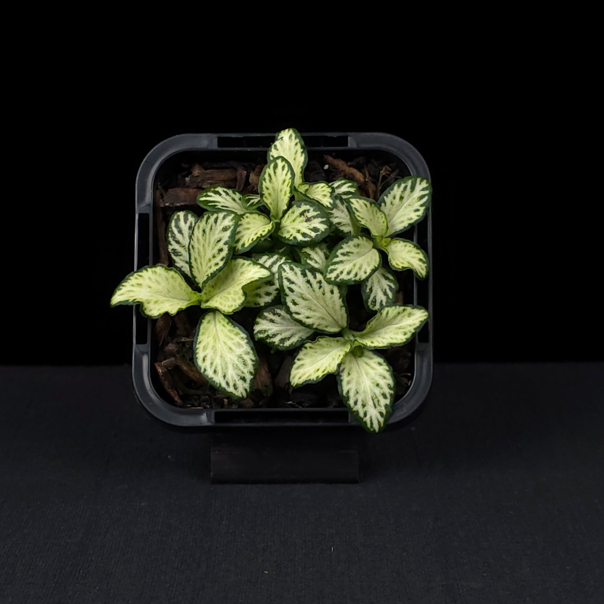 Fittonia 'Snow'