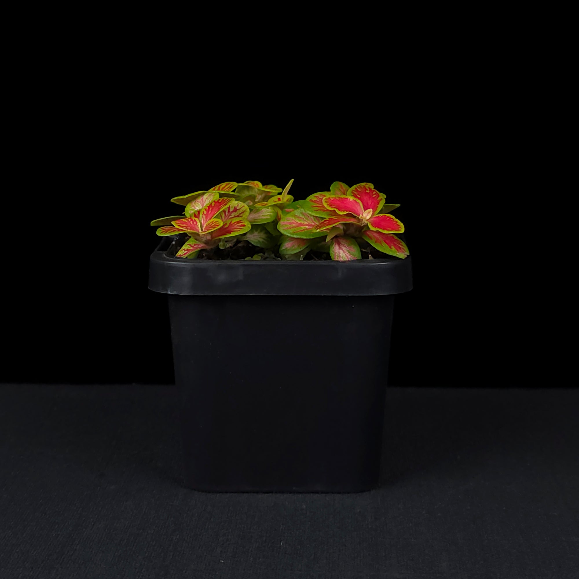 Fittonia 'Sunshine No. 12'