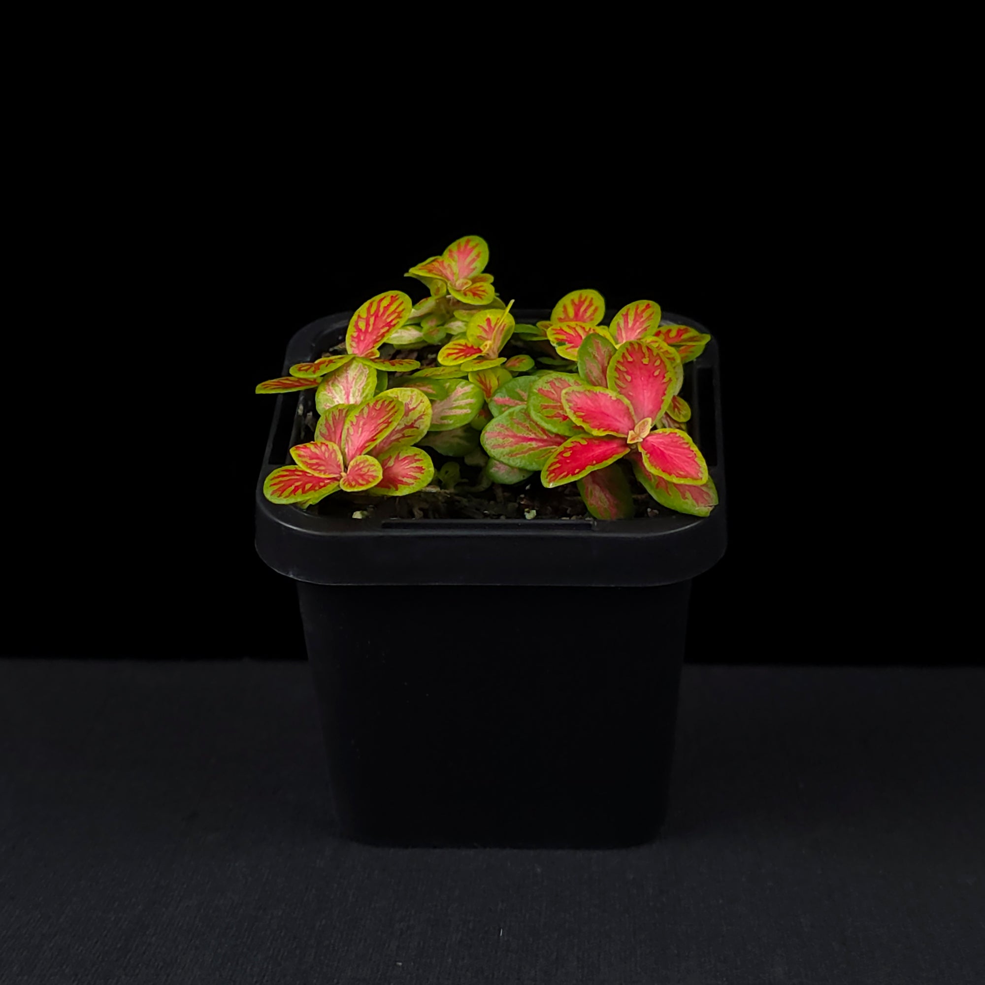 Fittonia 'Sunshine No. 12'