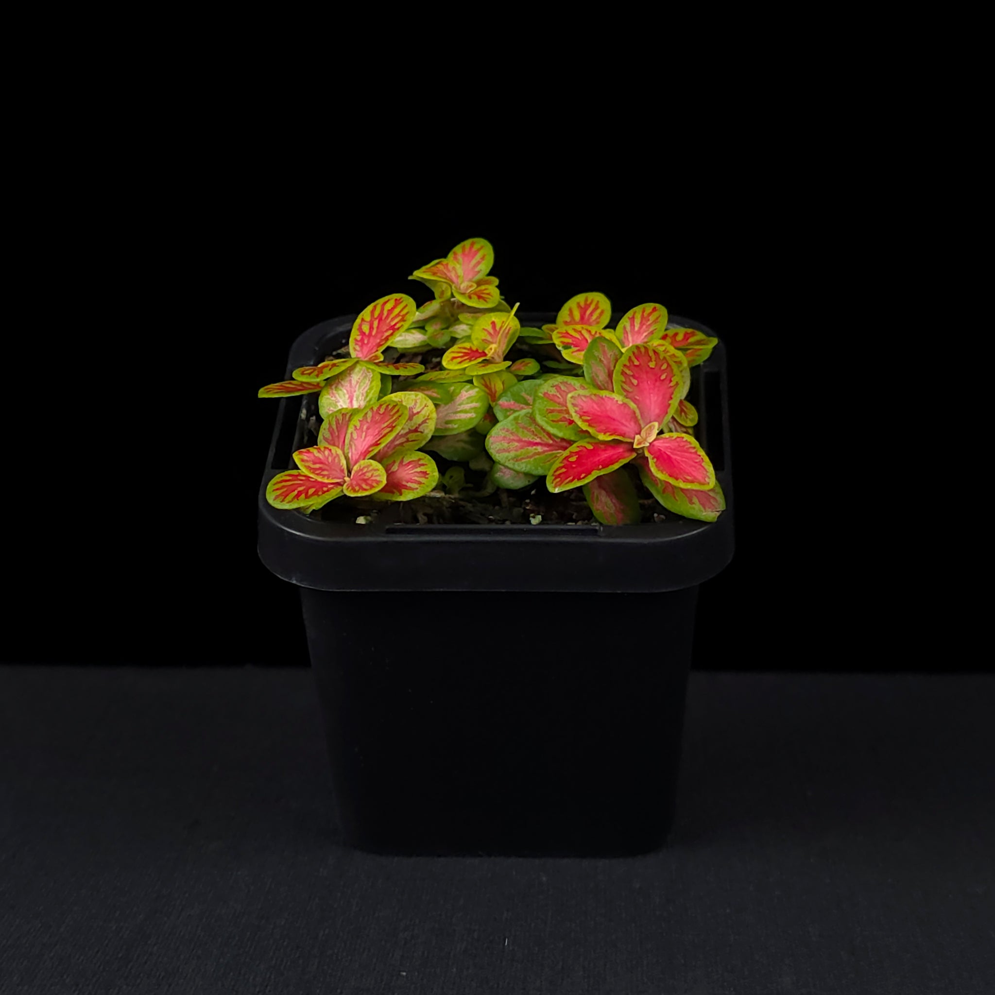 Fittonia 'Sunshine No. 12'