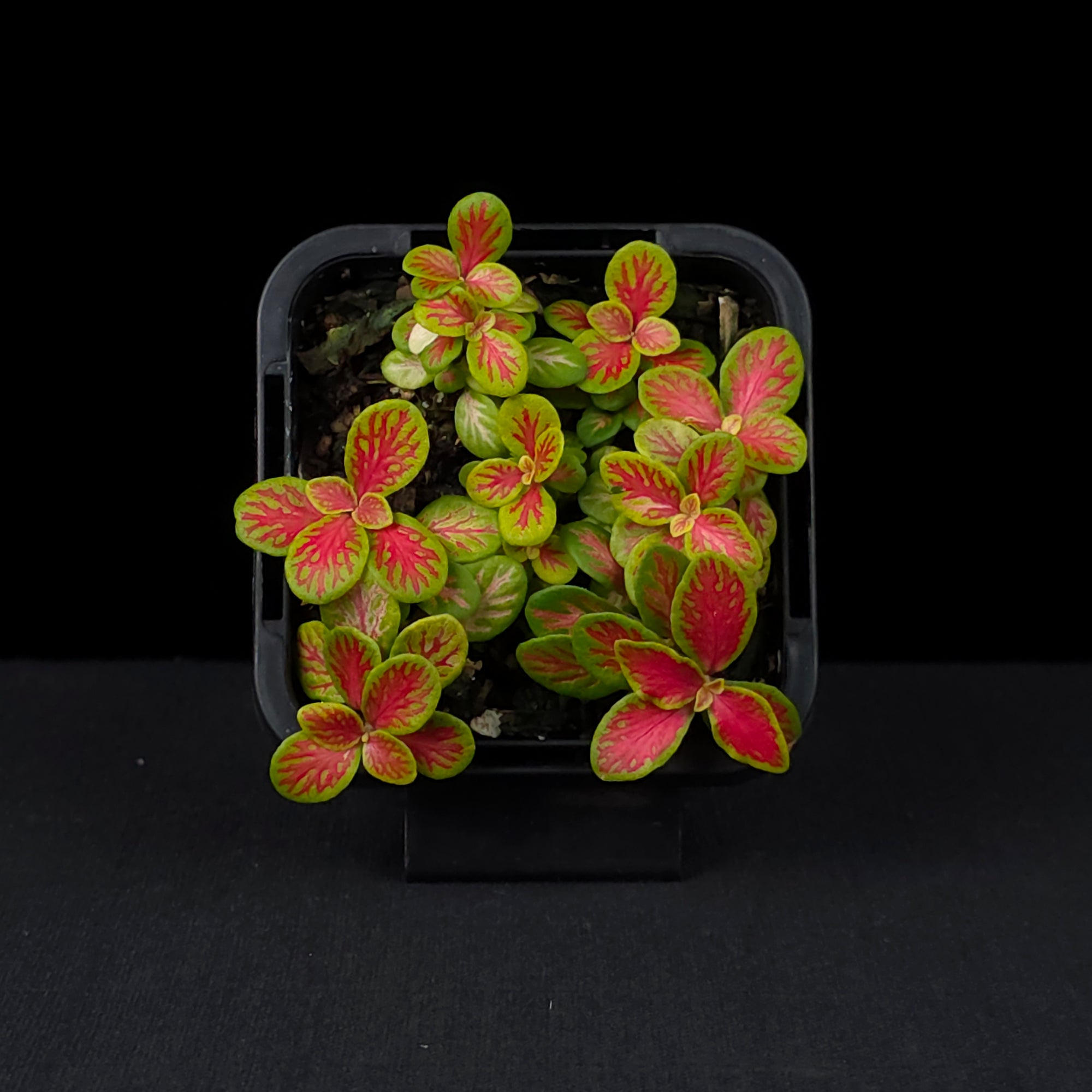 Fittonia 'Sunshine No. 12'