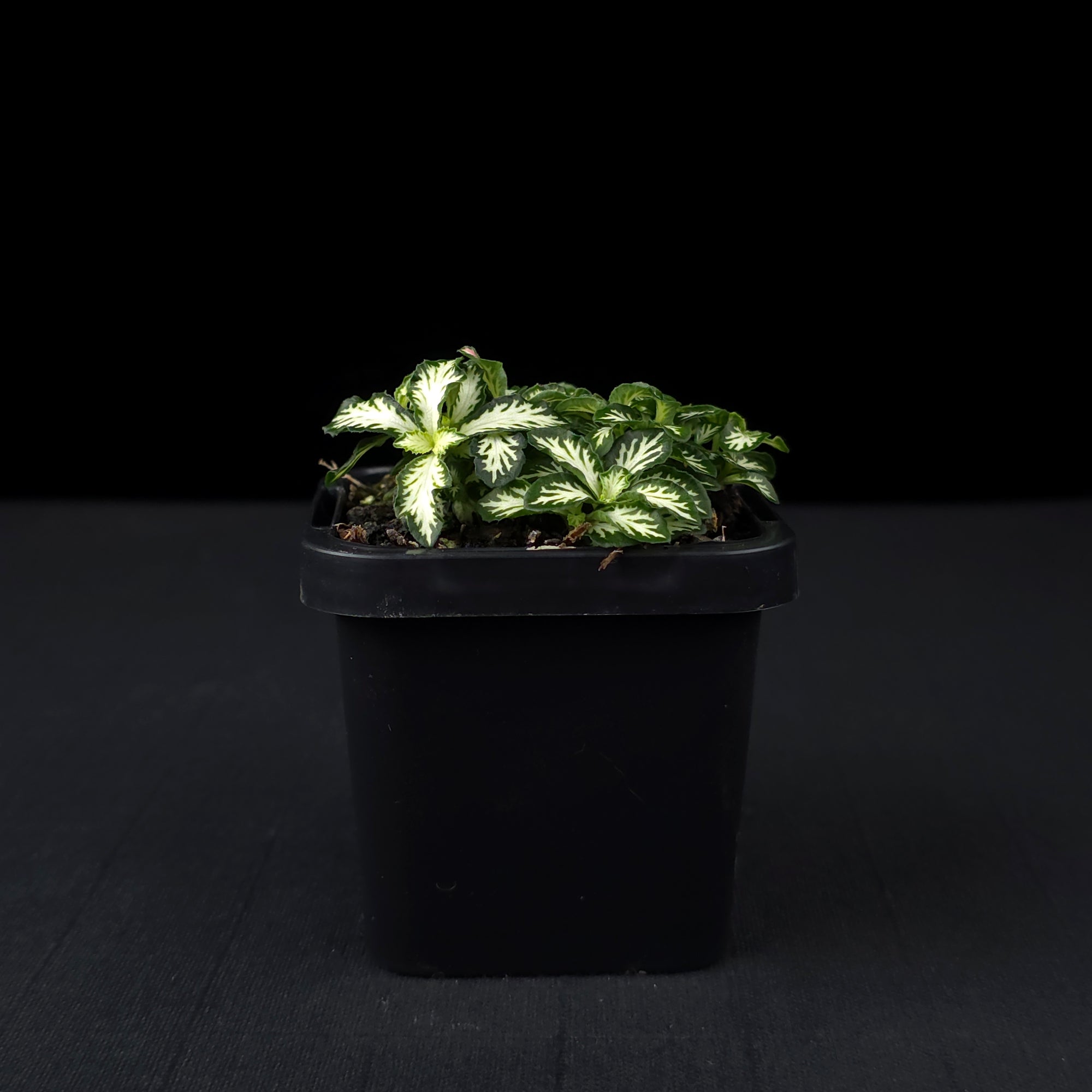 Fittonia 'Tiger'