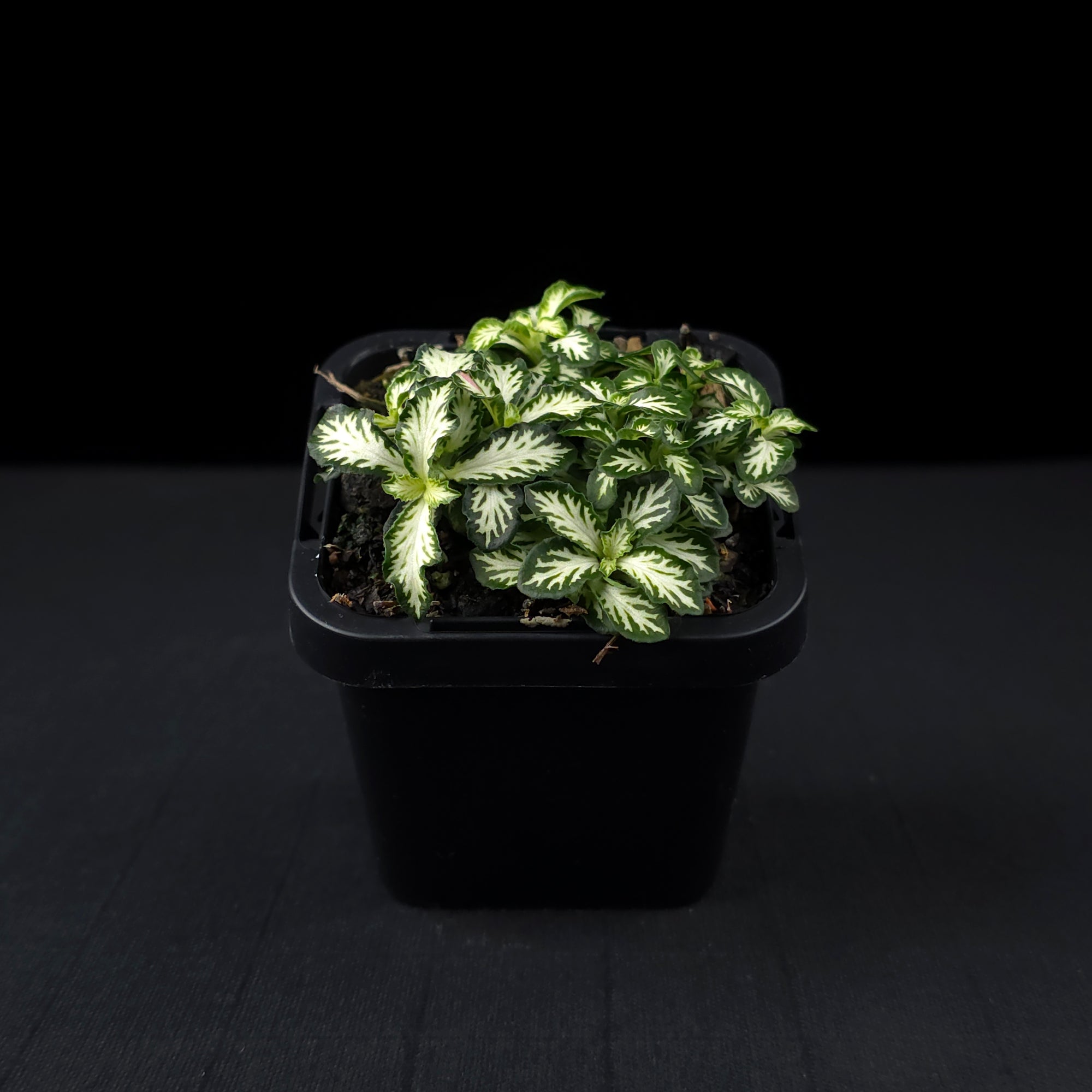 Fittonia 'Tiger'