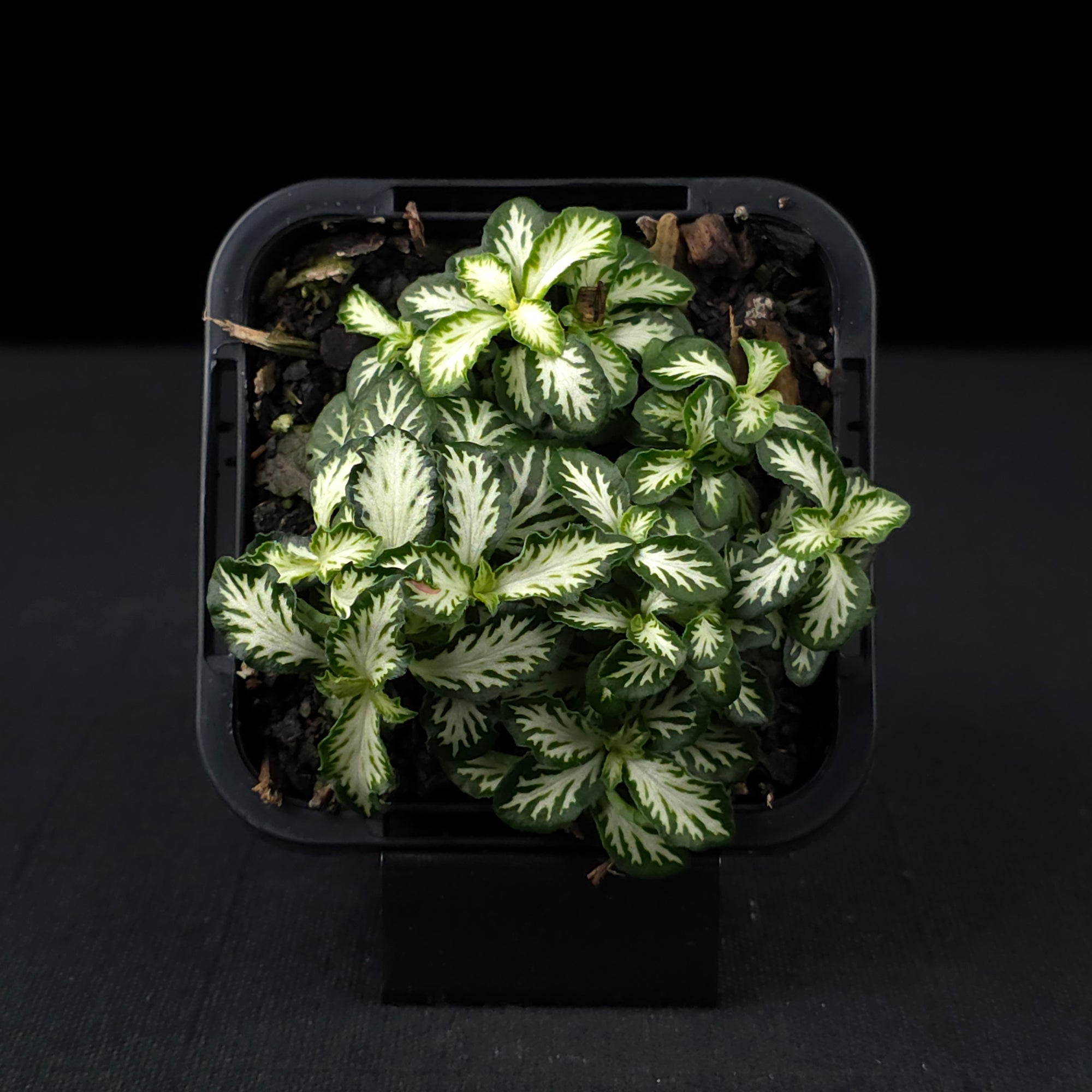 Fittonia 'Tiger'