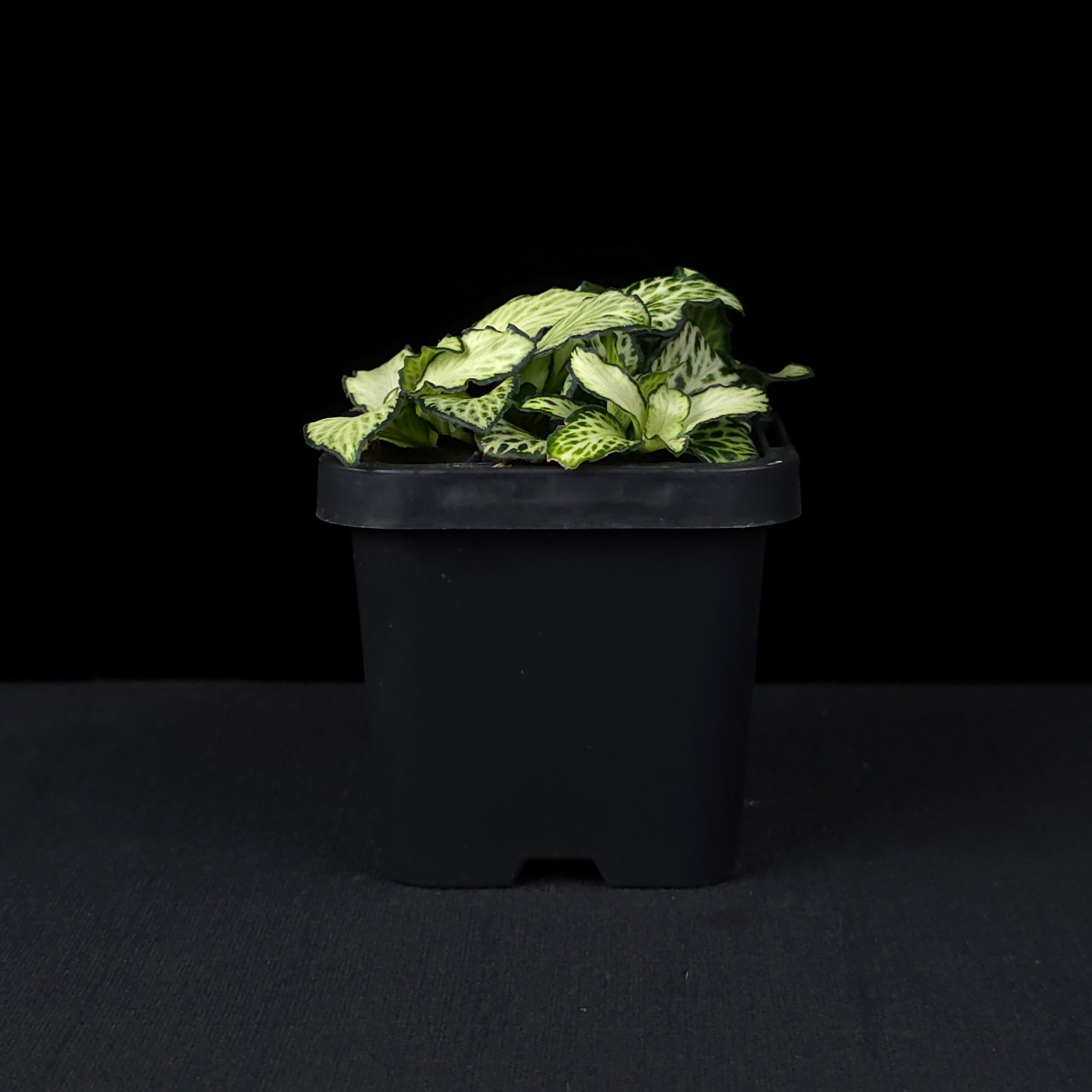 Fittonia 'White Anne'