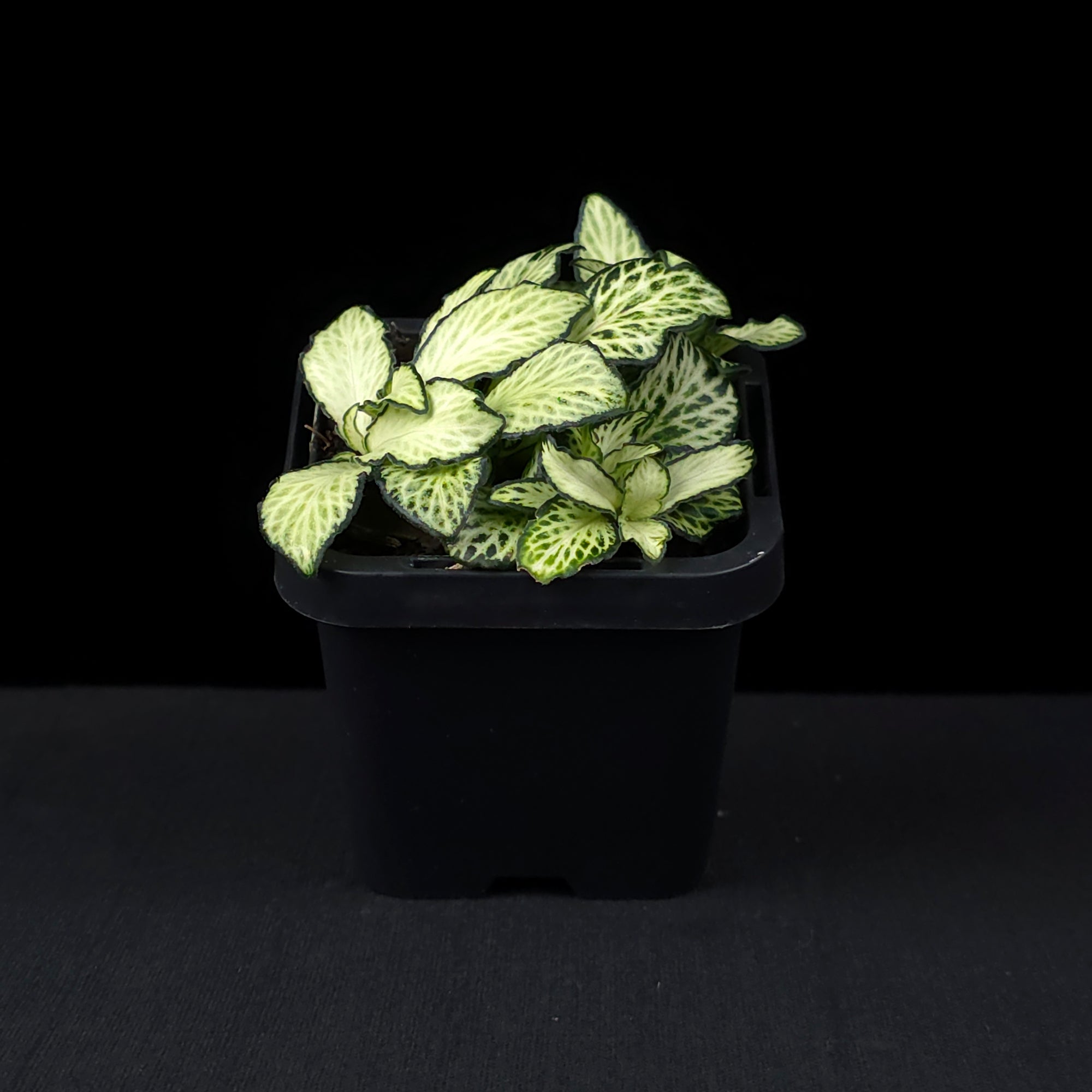Fittonia 'White Anne'