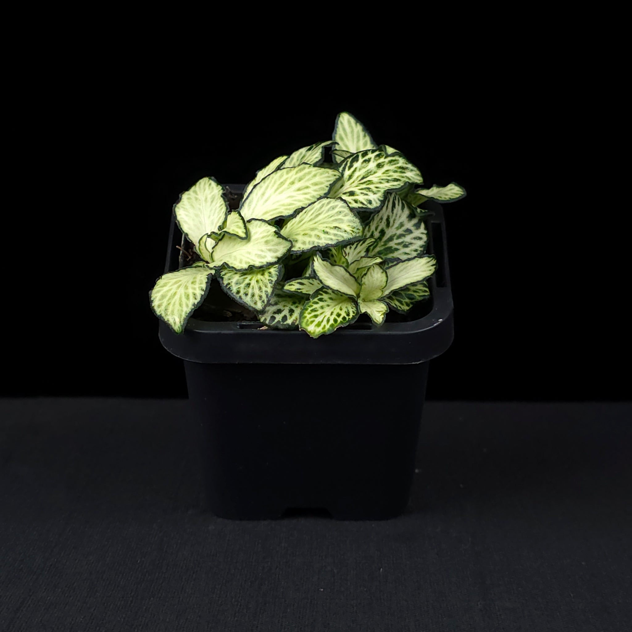 Fittonia 'White Anne'