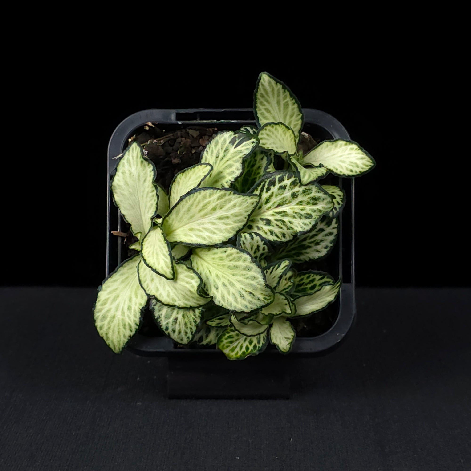 Fittonia 'White Anne'