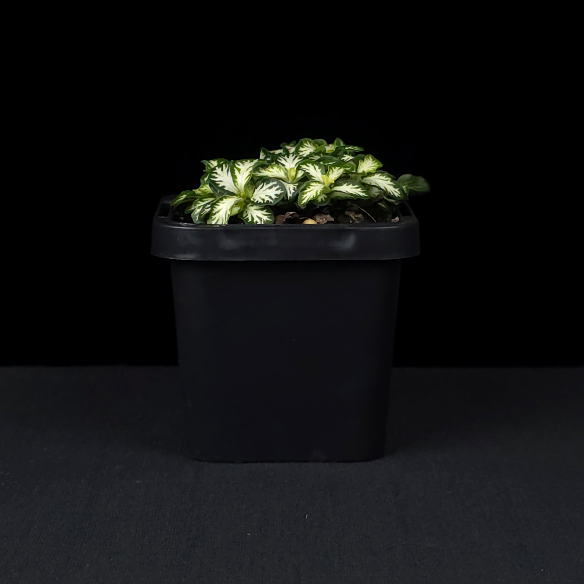 Fittonia 'White Tabby'