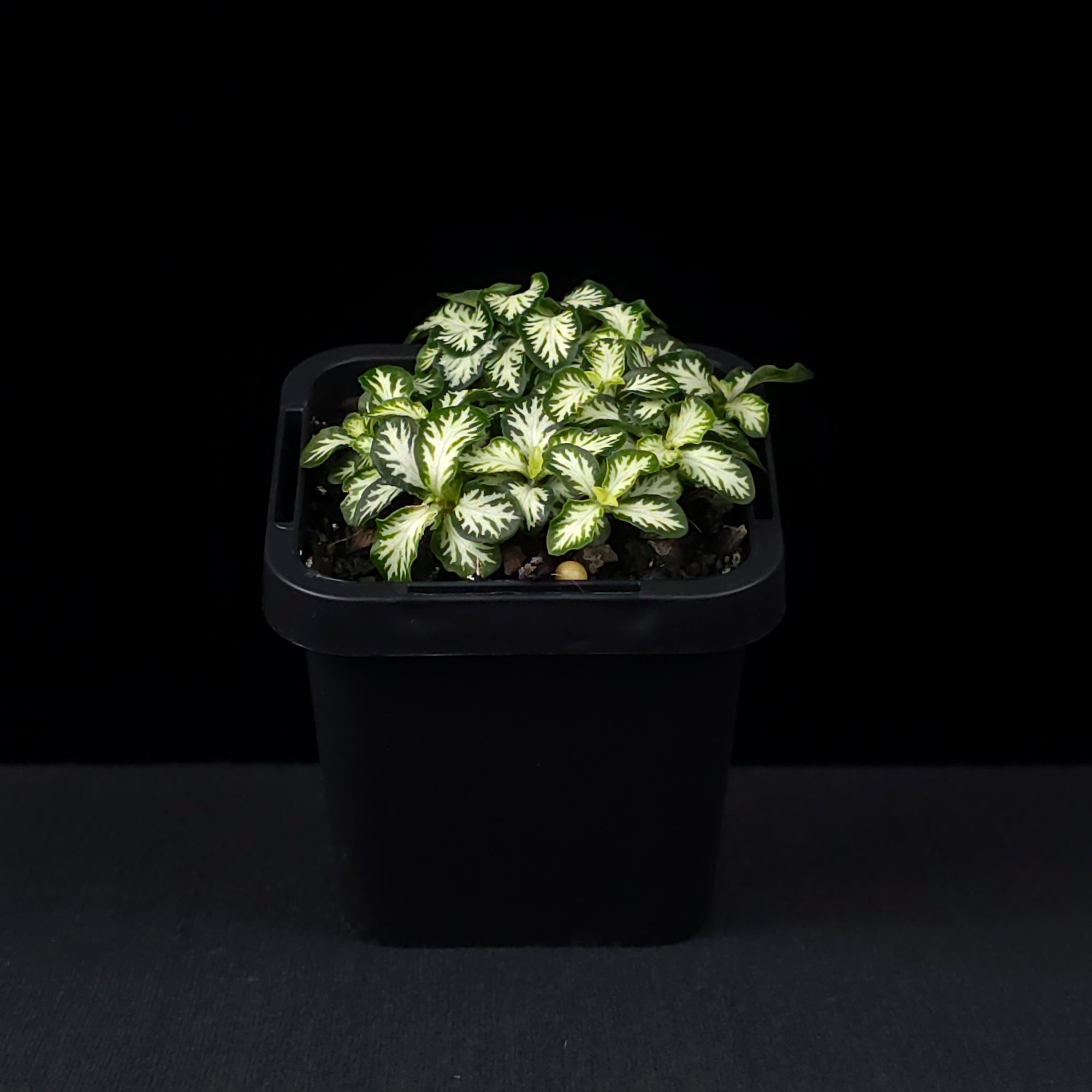 Fittonia 'White Tabby'