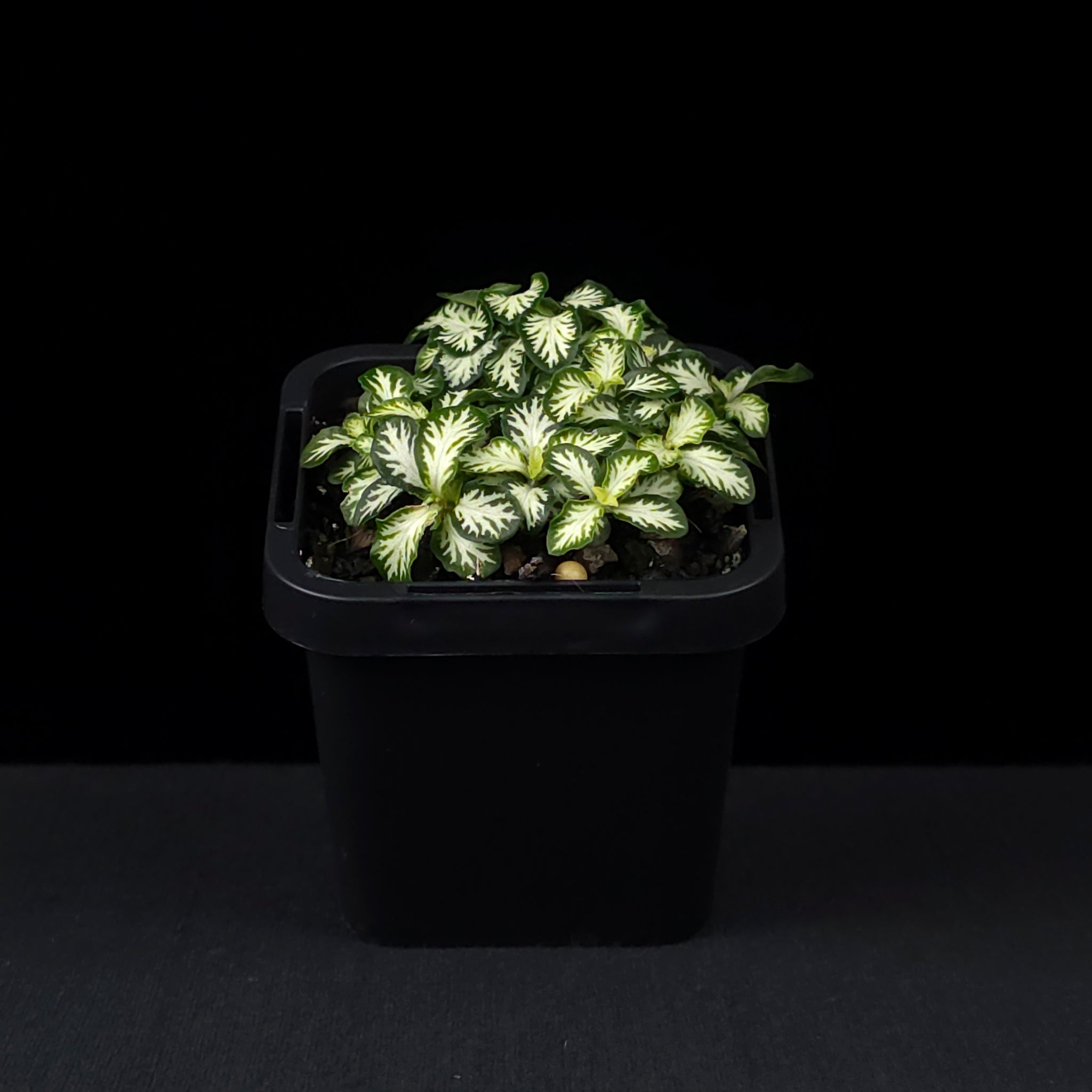 Fittonia 'White Tabby'