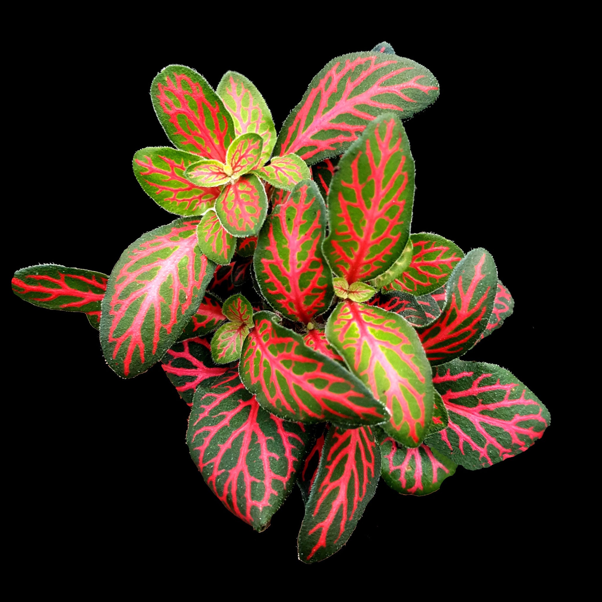 Fittonia 'Flamule'