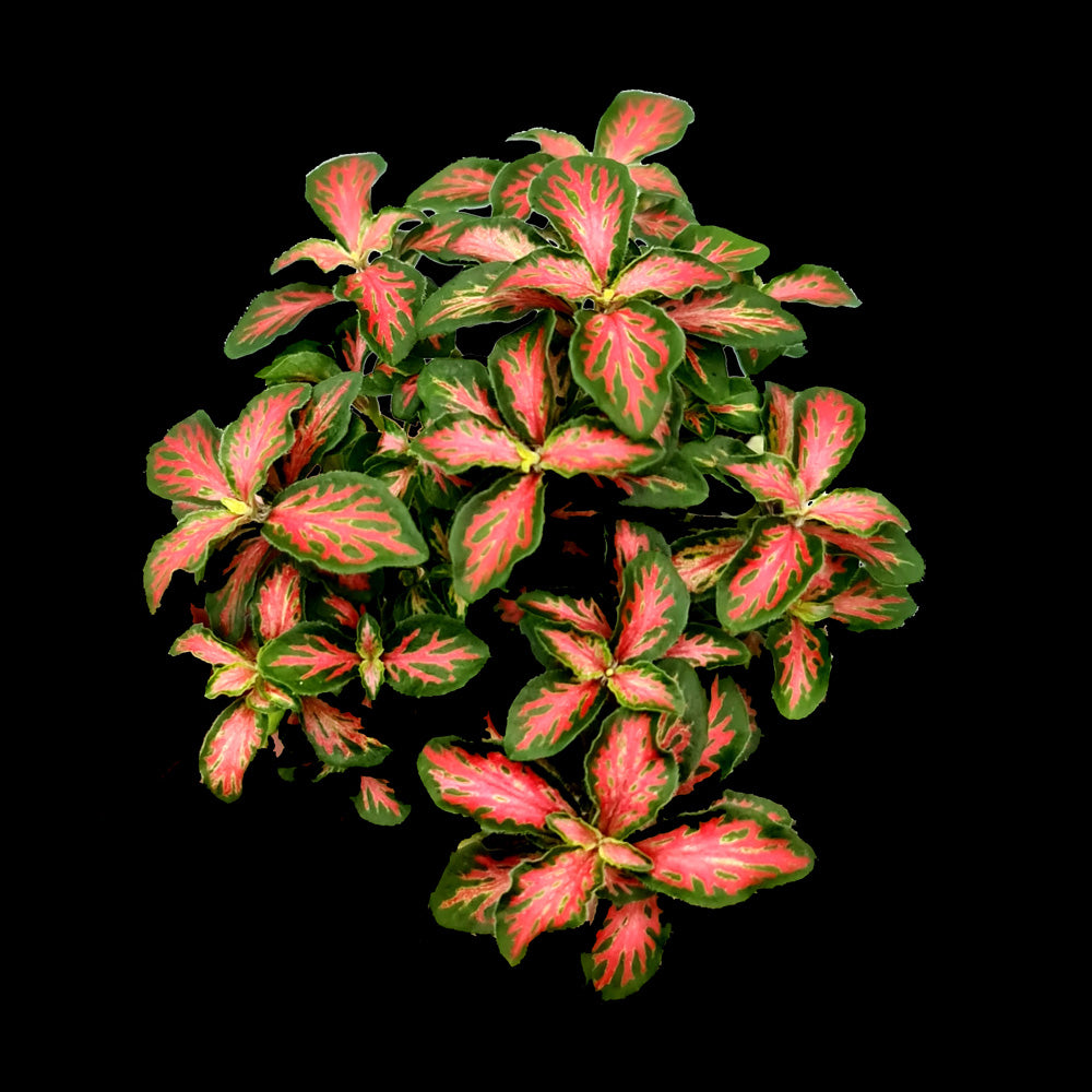 Fittonia 'Forest Flame' - The Painted Nerve Plant