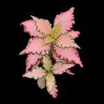 Fittonia 'Light Pink Anne' - The Delicate Pink Nerve Plant