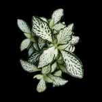 Fittonia 'Lovers'