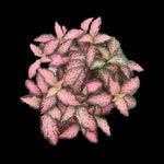 Fittonia 'Paradisian Pink'