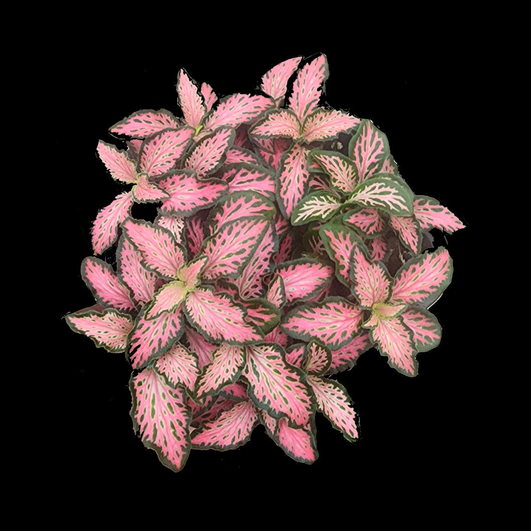 Fittonia 'Paradisian Pink'